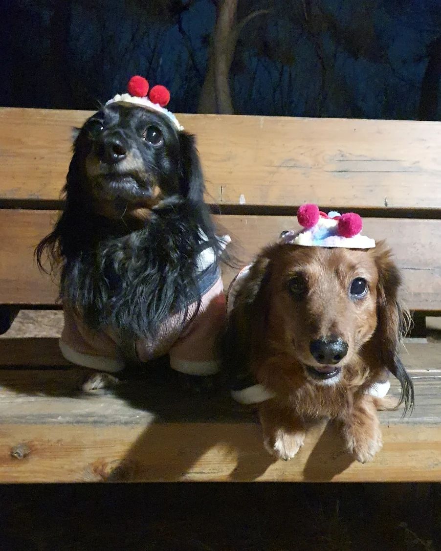 심기불편 흑맥씨🤣
좀 웃어조라!
스마일~ 하니 썩소만 날려주심ㅋㅋ
.
.
🐕🐾🐕🐾 #생맥이#흑맥이#맥주들#반려견#장모닥스훈트#닥스훈트#멍스타그램#독스타그램#펫스타그램#애견스타그램#강아지스타그램#인스타독#dog#dogstagram#petstagram#닥스타그램#닥스는사랑입니다#데일리#일상#영대#경산#대구#좋아요#소통#맞팔#인친#좋아요반사#좋반#좋반테러