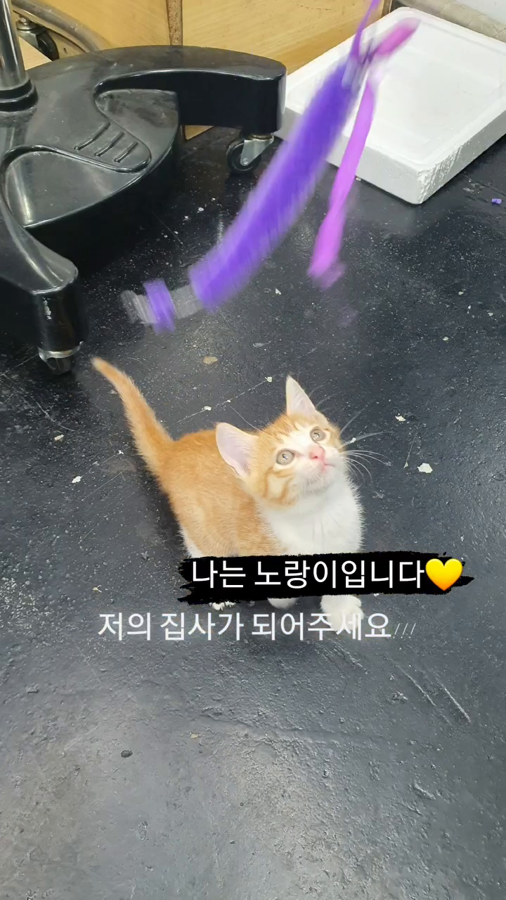 남아.
2개월령추정.
건강함
온순하고 착함.
사람품 좋아함.
부산에 있어요 !!!!
#고양이 #고양이스타그램 #고양이는사랑입니다 #캣스타그램 #캣 #캣유딩 #뽀시래기 #캣맘 #catstagram #cat 
#사지말고입양하세요