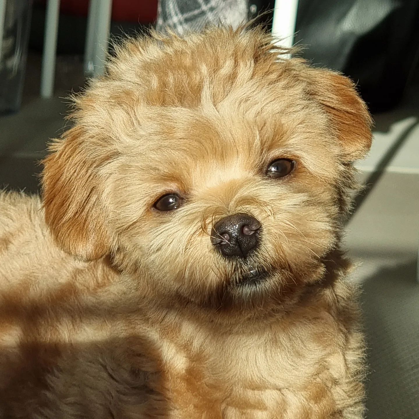요즘 제일 좋아하는 순간
2시쯤, 
햇빛 룽지 얼굴을 감쌀 때☀️