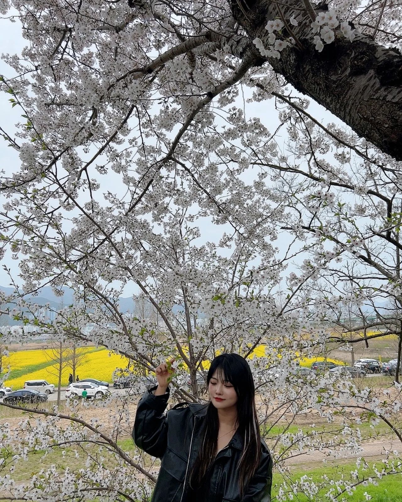 24.04
벚꽃과 함께~🌸🩷
떨어지지마..제발
주말에 또 보러 갈겡

#울산 #부산 #봄 #대저생태공원 #벚꽃 #사진맛집 #율꽁이 #주말 #인스타 #인스타그램 #일상그램 #소통그램 #공주스타그램👸🏻 #친스타그램 #95 #일상 #소통 #selfie #f4f #fff #l4l #igers #instagood #likefoefollow #lfl #TBT #맞팔 #좋아요 #좋반 #첫줄테러
