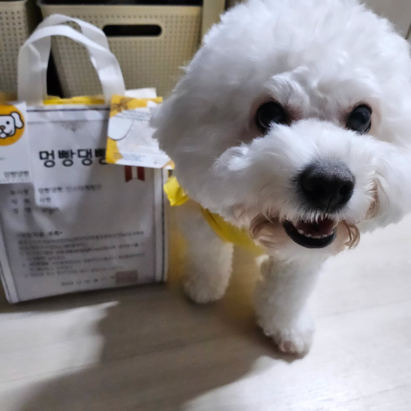 예민하진않지만 싫은거엔 단호한
9년차 우리집 강아지씨
좋은기회로 간식체험단당첨😊
체험단 이렇게 푸짐하게 주는곳 처음인데🫶
기호성은 하나같이 다 좋았고,
모양까지 예뻐서 주는재미도 있었음👍
지퍼백패킹은 기본이고, 
내용물도 진공되어있어서 더 믿음직한포장😊
건강한식재료로 사람도 먹고싶게 만든간식
나이먹을수록 자꾸 좋은거먹이고싶더라❤️
.
강릉 애견수제간식점 '멍빵대빵'
dangbreads
.
#멍빵대빵 #광고 #체험단 #애견간식 #애견수제간식 #비숑 #비숑프리제 #비숑스타그램 #강아지간식 #강릉애견간식 #반려견 #강릉강아지간식 #강아지수제간식 #건강하게강아지키우기