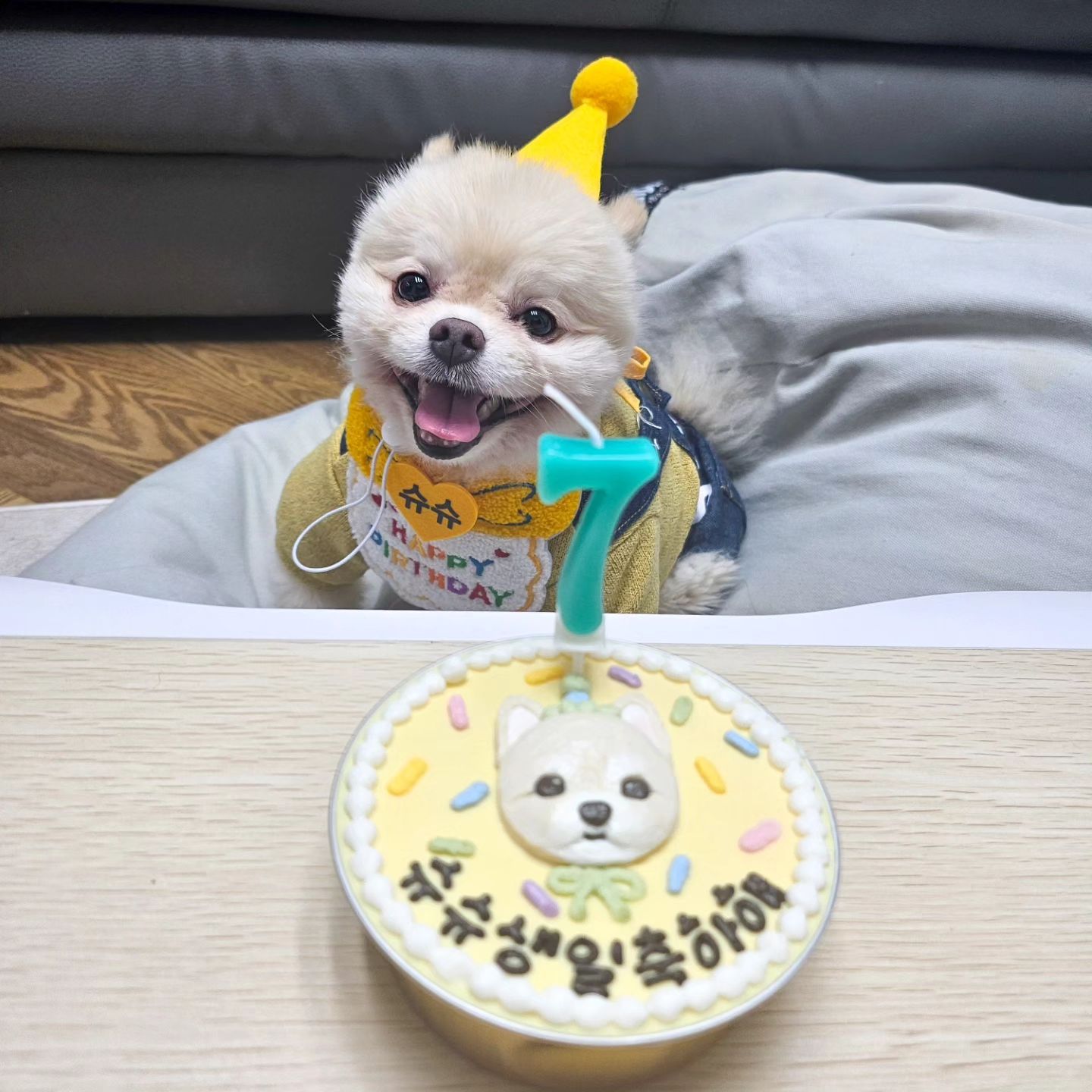 아직 애기같은데 벌써7살이라니 😂 
작년에 멍와인, 강아지용 치킨 피자 김밥으로 한상차려줬는데
정작 케이크만 먹어서 이번엔 케이크만!
내눈엔 젤 이쁜 내시키 ❤️ 건강만 하자><