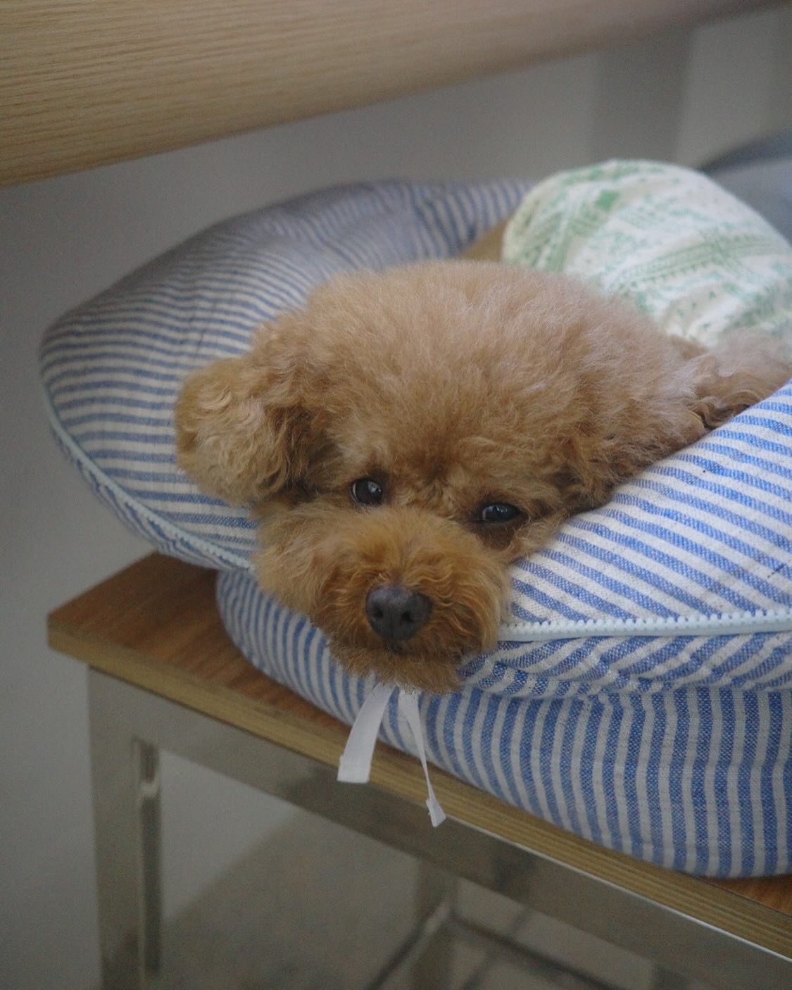 오마이공실🍀