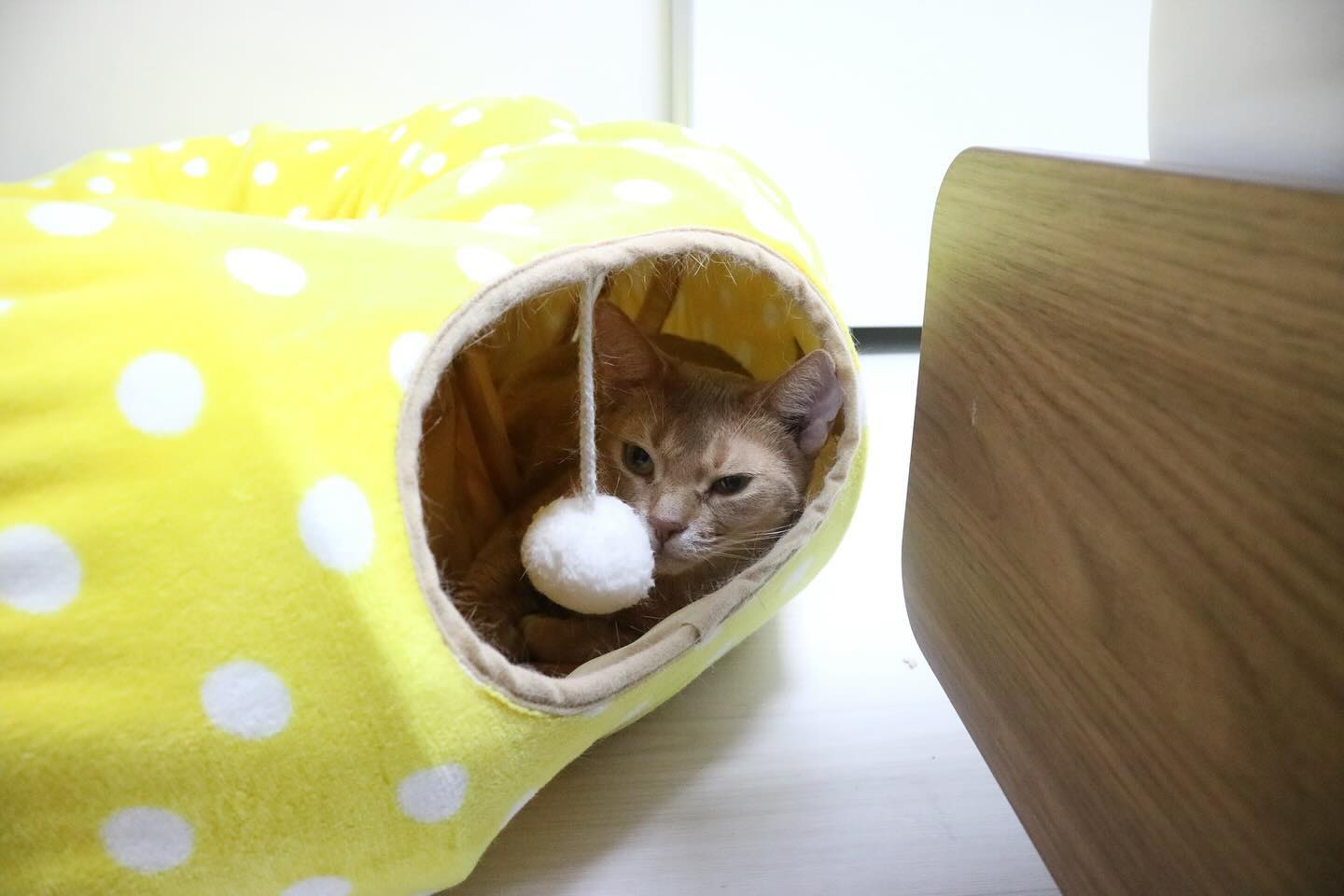 #인상파 공주님