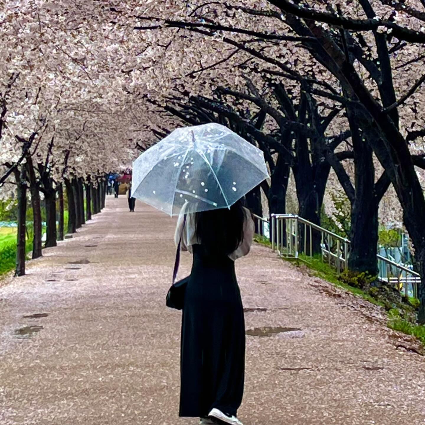 조아따 꽃비🌸