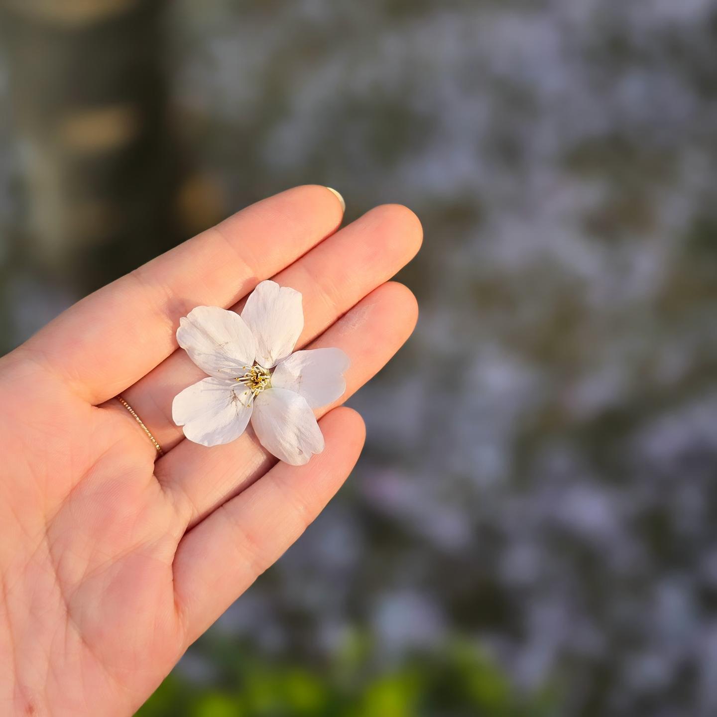 #꽃놀이잼 #석촌호수 #잠실 #봄🌸