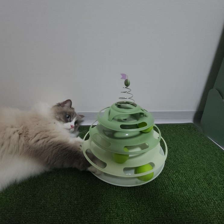 [고양이 장난감 추천 2탄] 탑 돌리기(?) 트랙 볼 (내돈내산)