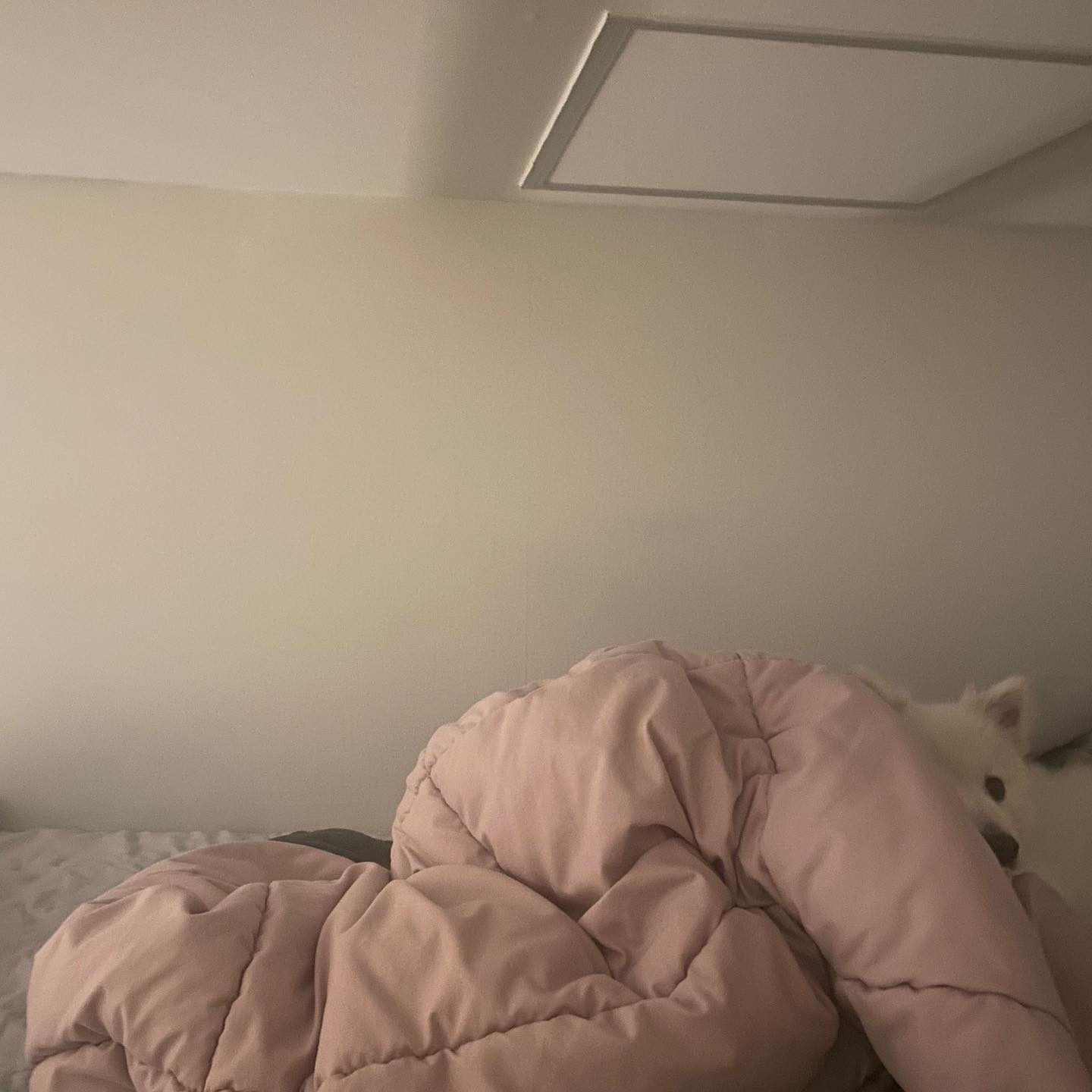 숨은 꽁이찾기🐶