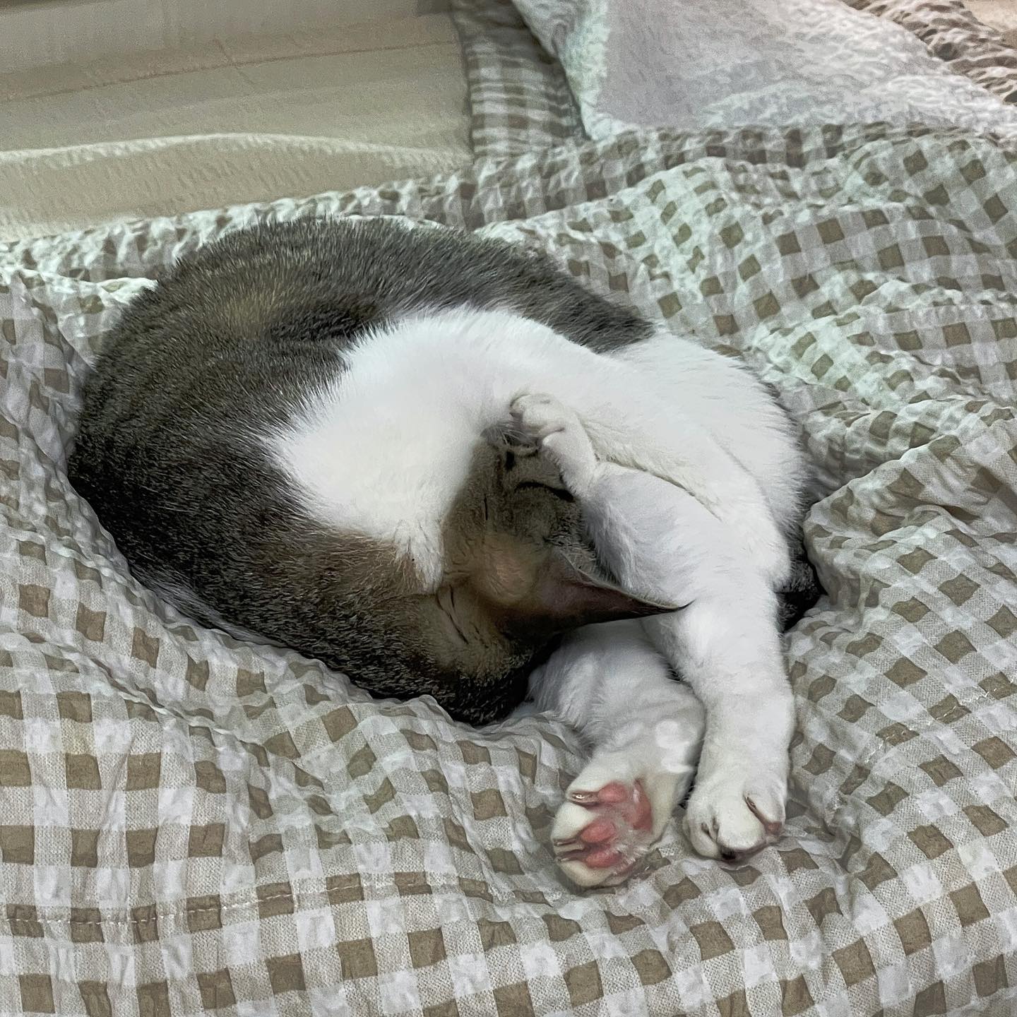 몰캉