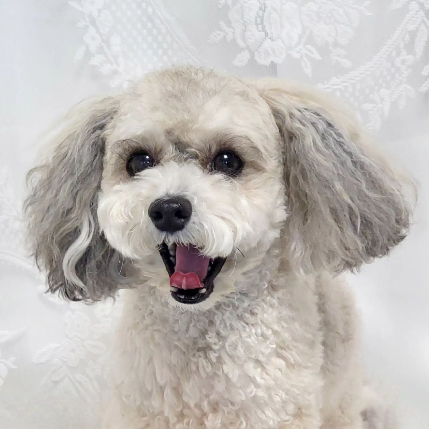 끄아앙 ✌🏻
엄마는 이런 거 참 좋아해...ㅋㅋ

#쌍탄자매 #푸들자매 #실버탄푸들바로 #블랙탄푸들아치 #팬텀푸들 #푸들푸들 #사랑둥이들💕 #강아지일상 #바로아치 #바로아치일상 #강아지모델 #강아지소통 #바로아치맘 #강아지 #강아지스타그램 #갱얼쥐 #푸들맘