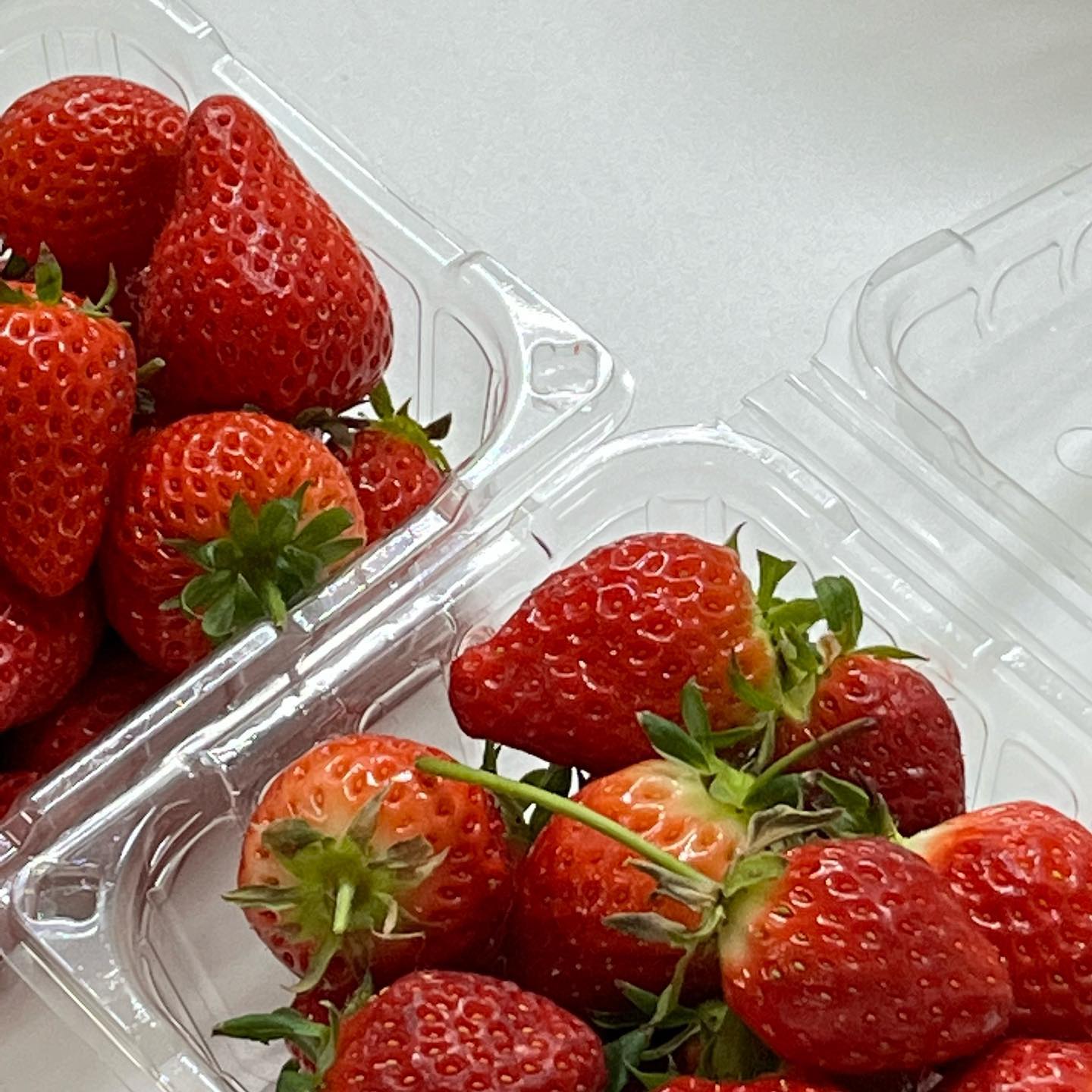 ❤️준준이들의 딸기체험🍓❤️