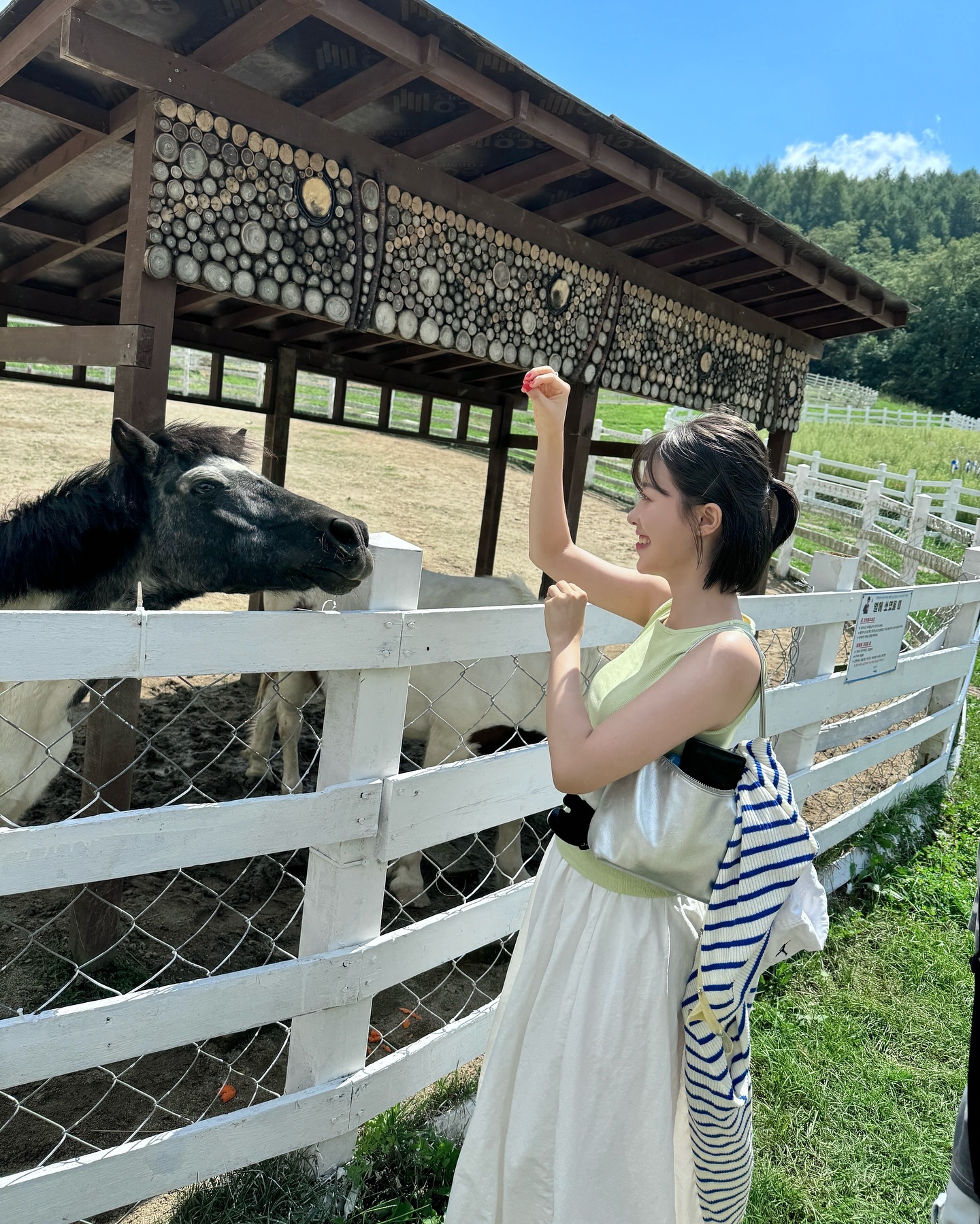🐑🐏🌿🌳