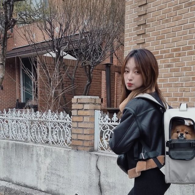  kaheelee 달보드레 콩닥이 꽁냥이 on Instagram: "#광고 @inthe_coco_official
콩꽁자매 전용 작은 텐트가 생긴 느낌💛🤍🏕
다리가 약한 콩닥이 산책 돌다가 힘들어하면 코코백에 쏘옥🐶 
외출 나오는거 싫어하는 꽁냥이도 병원가야되거나 놀러갈때 코코백안에 쏘옥🐱
양 옆 반투명 매쉬창이 있어서 답답함도 없고 콩꽁자매 잘 보여서 좋아요🎒👜🐈🐕
#인더코코 #강아지백팩 #고양이백팩 
.
.
💛지퍼를 열고 닫을 수 있는 메인포켓과 양사이드 포켓으로 넉넉한 수납공간
💛앞, 옆으로 반투명 매쉬창이 있어 공기순환에 용이, 시야확보 용이 (매쉬창은 안쪽으로 접어 간단하게 고정도 가능) 
💛사이드 빼꼼창이나 윗쪽 투명창이 있어 아이케어하기 용이
💛버클 스트랩이 있어 담요나 겉옷등을 보관 가능
💛벨크로로 탈부착 가능한 바닥 패드로 오염관리도 좋고 안정감 있는 바닥
💛이탈사고 방지를 위한 하네스고리 내부부착
💛가방 내부 수납공간에 아이스팩이나 핫팩 넣을공간 있음
💛심플한 디자인과 소프트하고 가벼움

#강아지가방 #고양이이동장 #고양이가방 #애견가방 #콩닥이 #꽁냥이 #콩꽁자매 #댕댕이 #반려견 #반려묘 #반려동물 #멍팔 #냥팔 #냥집사 #산책 #오오티디 #dogstagram #맞팔은디엠 #cat #kitty #포메라니안 #코리안숏헤어 #l4l"