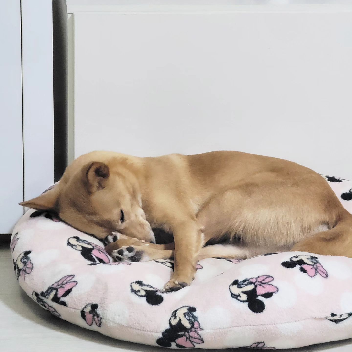 콘텐츠