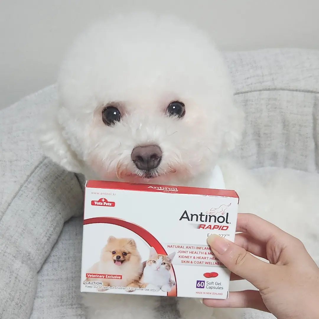 #협찬 

감자가 관절 영양제 안티놀래피드를 받았어요🐶 

설채현 수의사님이 강력추천하는 검증된 반려동물 관절 영양제 

강아지, 고양이 모두 급여가 가능한 안전한 영양제 

안티놀래피드는 세계 최초로 동물에 적용한 초록입홍합 추출오일 제품 

유효 성분의 손상 없이 잘 보존(안정화)하는 특허 제조공법으로 원료를 생산 

특허 성분(EAB-277)이 고순도 고농축 된 천연 오일 제품으로 효과가 빠름 

수많은 임상시험을 통한 효과, 안전성(부작용 無) 입증
100% 천연성분으로 부작용, 휴지기 없이 장기 투여에 적합 

합성 보존제 등을 사용하지 않는 친환경적인 제품 

전 세계 40여개 국가의 동물병원에서 처방 중 

일반 영양제가 아닌 처방용 영양제로 대한민국 2천여 동물병원에서 처방 중 

작은 크기의 캡슐로 급여가 용이함 

관절 뿐만이 아니라 피부, 신장, 심장, 기관지에도 도움 

🥔감자 후기🥔
일단 우선 영양제 크기가 작아서 너무 좋았어요!
먹이기도 너무 쉬웠고 다시 뱉어낼일도 줄었어요
말랑말랑한 제형이라 감자가 삼키기도 좋을것같고 너무 좋더라구요🥰 

#광고 #안티놀 #안티놀래피드 #설채현 #강아지슬개골탈구증상 #강아지뒷다리절뚝

antinol.kr