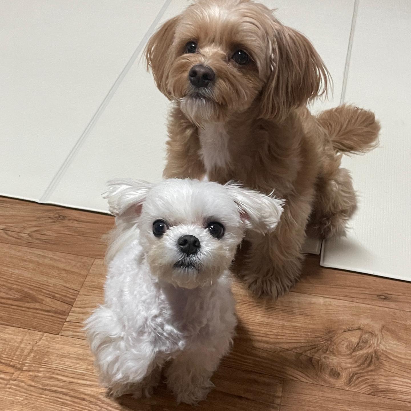 내 사랑둥이들💕