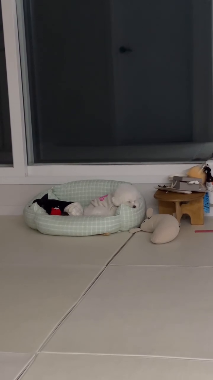 강아지는 코고는 소리도 귀엽다🥺💓
다들 강아지 하세요🔌🔋 #오늘도풀충완료
