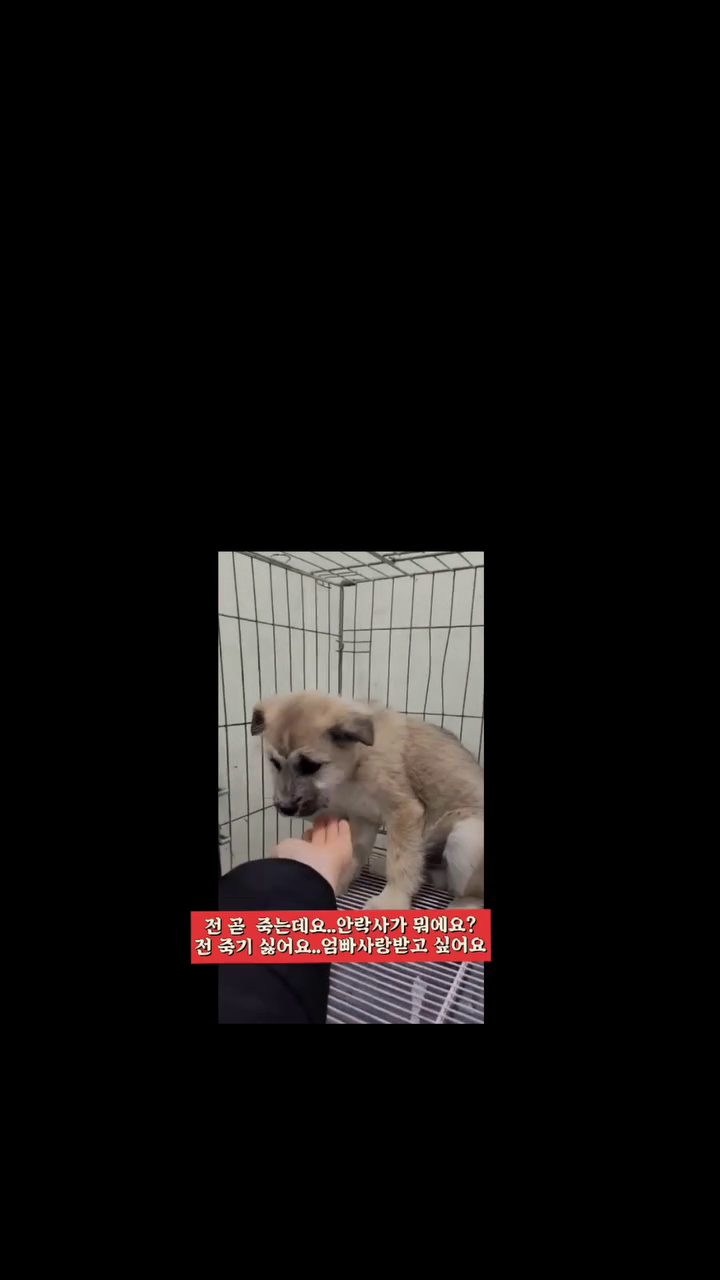 🆘️이동봉사급구 감사합니다 ♡
😻 입양확정📍리그램부탁헤요 우리 인친님들
안락사 하루전 구조된 흰색 백구닮은 마음이가 입양이 됐어요 
이동봉사자 없으실까요?
이제 살았어요
📢부탁드려요 

🥳엄빠가 애타게 기다려요 안락사에서 견생2막 꽃길가는 길 익산서 인천 이동봉사자 찿슴당
#이동봉사급구 #입양#인그램#차량봉사