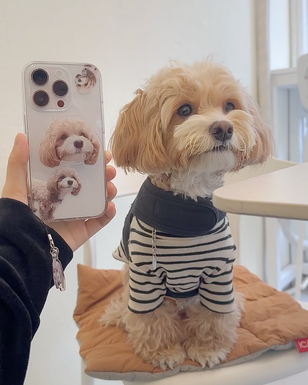 #제품제공

도로시 케이스 넘귀엽지않나요?!😆♥️♥️
감성굿즈( gamsunggoods )에서 요로케
고퀄리티로 제작해 주셨어요!✨✨

사진 두장만 골라서 보내면 도로시 같은 꼬질이 강아지도 전문가분이 아웃라인 기막히게 따서 제작해주시니까 너무 편하더라구요!👍

인쇄도 벗겨짐이나 흐린부분없이 깔끔하고 사진 그대로 나오니까 퀄리티있어보이더라구요! 선물용으로도 정말 좋을것같아요(홈페이지에 더 많은 주문제작 굿즈가 있어서 고르기도 좋아요)💝✨

도로시가 선물받은 폰케이스는 말랑한 투명케이스인데 너무 두껍지않아서 그립감이 좋더라구요!
게다가 키링 걸수있는 구멍도 따로있고 마감도 매끈했어요 ㅎㅎ아크릴 그립톡도 컷팅퀄리티 좋구 접착력도 좋았어요(그립톡만 잡고 흔들어도 안떨어지구 안정적이에요!)😳👍👍

주문제작상품인데도 배송도 빨리오고 퀄리티도 훌륭한 감성굿즈케이스 채고입니다💛🫶🫶

다들 우리집 귀염둥이 케이스 만들구 언제 어디서나 보면서 행복해지자구요🥺♥️♥️♥️
.
.
.
.
#감성굿즈 #ㄱㅅㄱㅈ #주문제작 #아이폰케이스 #갤럭시케이스 #아이폰15 #아이폰15케이스 #주문제작폰케이스 #폰케이스 #핸드폰케이스 #커스텀케이스 #생일선물 #기념일선물 #선물추천 #강아지선물 #커스텀선물 #특별한선물 #말티푸 #강아지모델 #아기강아지 #귀여운사진 #멍팔맞팔 #소통 #도로시