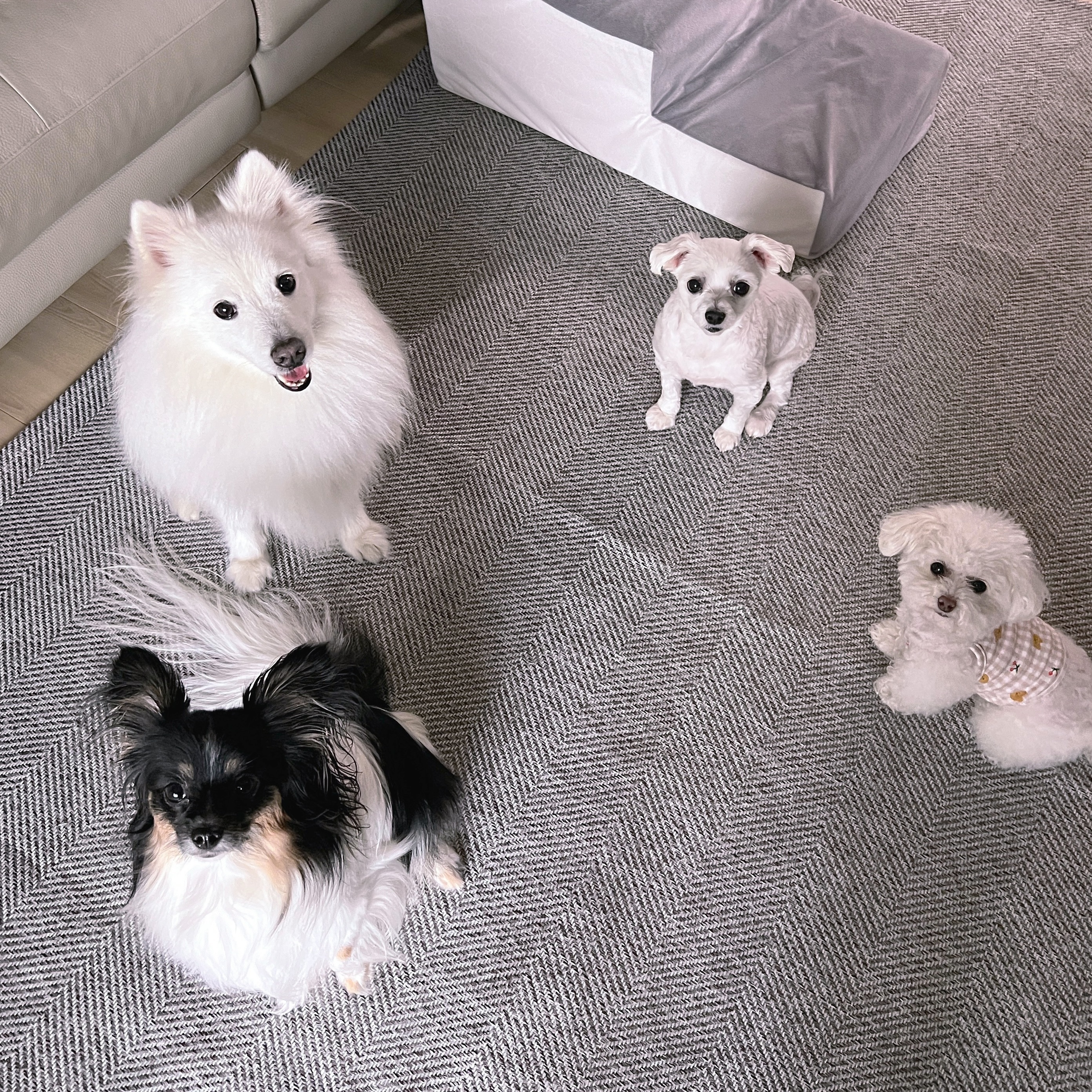 귀요미가 하나 둘 셋 넷🩷

하나도 둘도 셋도 아닌 넷!
예쁘니들 쪼로록🩷

-
#마루 #미니 #모리 #모모