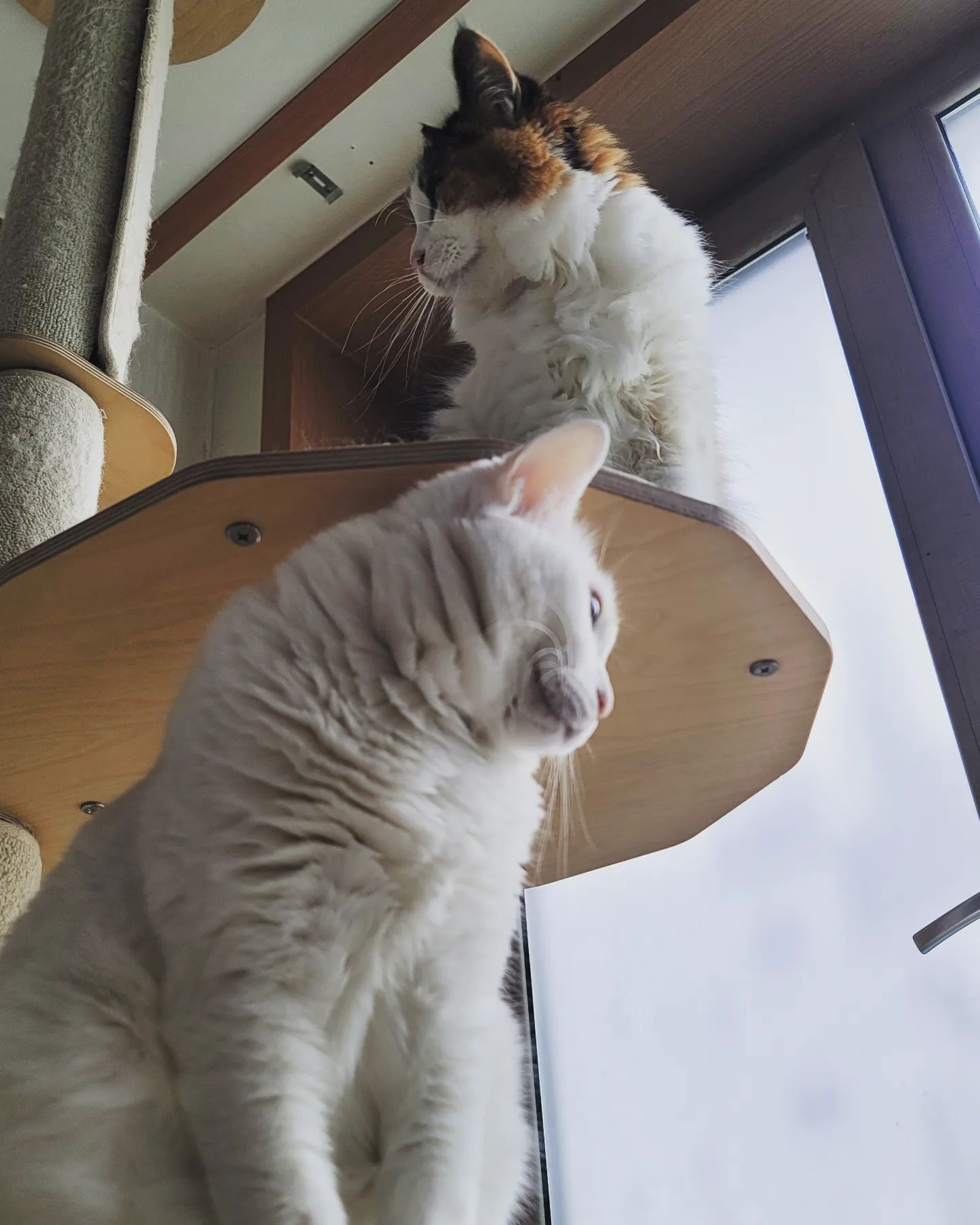 주말 아침 #소심한냥
희미 💜 찌찌 💕
.
.
.
.
♥️🧡💛💚💙💜💕🐾
#우유네 #스토리 #다묘가정 #6묘 #냥이 #cat #kitty #ぬこ #고양이 #놀숲 #희미 #삼색냥 #터앙 #코숏 #찌찌 #화이트냥 #맹수 #새침 #ㅋㅋㅋ #귀엽 #북적북적 #이쁜이 #귀요미 #부산 #우리집 #데일리 #집사의길 #꿀잠 #휴식