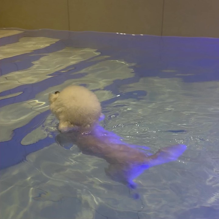#숙소제공 수영하고 뛰고(?) 부지런했던 홍천여행 첫날🐾
날이 추워서 여름수영만 기다리고 있었는데, 숙소에 개인 풀장이🌊🩵
풀장은 엄마가 좋아하는거고 시로는 그저 탈출하고 싶었지만^^
마당이 넓고 좋아서 엄청 폴짝 거리고 귀여워 미쳤던 하루예요🥹
1박이었는데 피드 하나에 다 못담았자나요,,
한옥느낌이라 정말 예뻤던 숙소였어요🫶🏻🛖

#풀스테이펫홍천 #홍천애견동반펜션 _fullstay