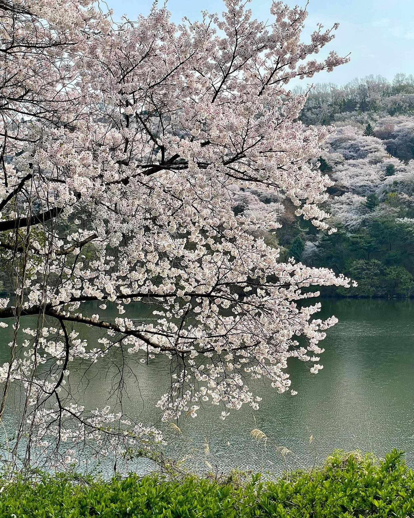 한 바탕 어지러운 봄 날엔 저물어만 갈 텐데, 단념 그 일은 어려운 일도 아니에요🍃