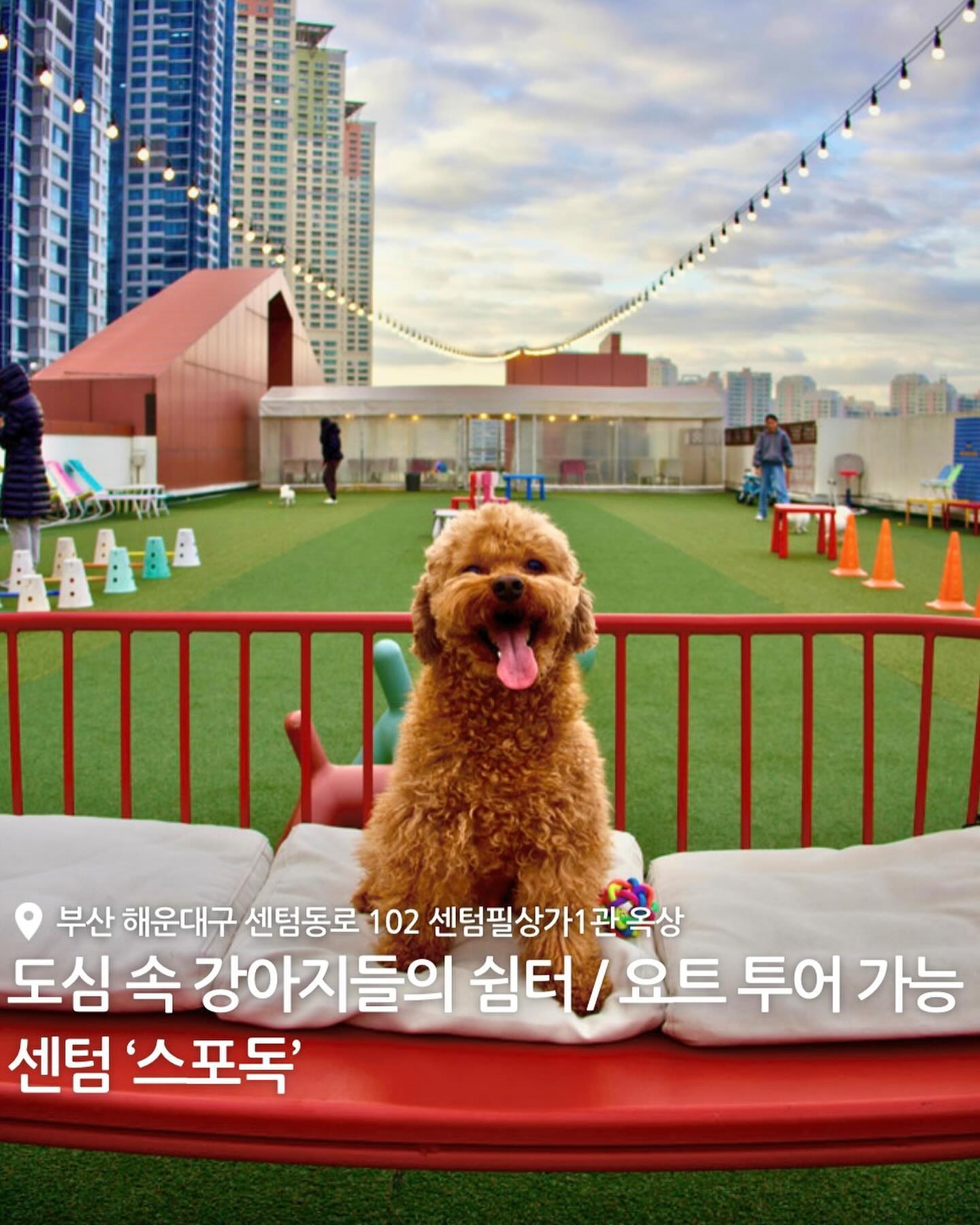 센텀시티 한가운데에서 강아지들이 마음껏 뛰어놀 수 있는 애견 카페 #스포독🐕

강아지의 크기에 따라 소형견, 대형견 운동장으로 나뉘어져 있어서 소형견들이 마음껏 뛰어놀 수 있어!!!><

스포독만의 특별한 서비스인 반려견 요트투와 바쁜 주인들을 위한 돌봄서비스, 그리고 넓은 운동장을 대관할 수 있다는 점!

강아지들이 노는 동안 다양한 음료와 음식을 먹으며 쉴 수 있고 1시간 30분 무료 주차까지 지원된대!!🔥

✨요트투어는 반려견과 함께 즐기는 한국 최초 전용⛵️

📍부산 해운대구 센텀동로102, 센텀필상가 7층 옥상
⏰ 봄/가을 13시 - 20시
여름 (수영장 open) 15시 - 21시 30분
겨울 12시 - 19시
⛵️요트투어 운영시간 13시 - 20시 (1시간 단위로 운영)
💵 1인 입장료 6000원 / 소형견 6000원 / 중현견 7000원 / 대형견 8000원

#부산애견동반식당 #부산애견카페 #부산애견동반 #부산애견운동장 #부산강아지운동장 #해운대애견동반식당 #광안리애견동반식당 #부산강아지카페 #광안리애견카페 #해운대애견카페 #해운대애견동반 #부산대형견카페 #부산반려견동반 #부산애견놀이터 #광안리강아지카페 #부산강아지놀이터
