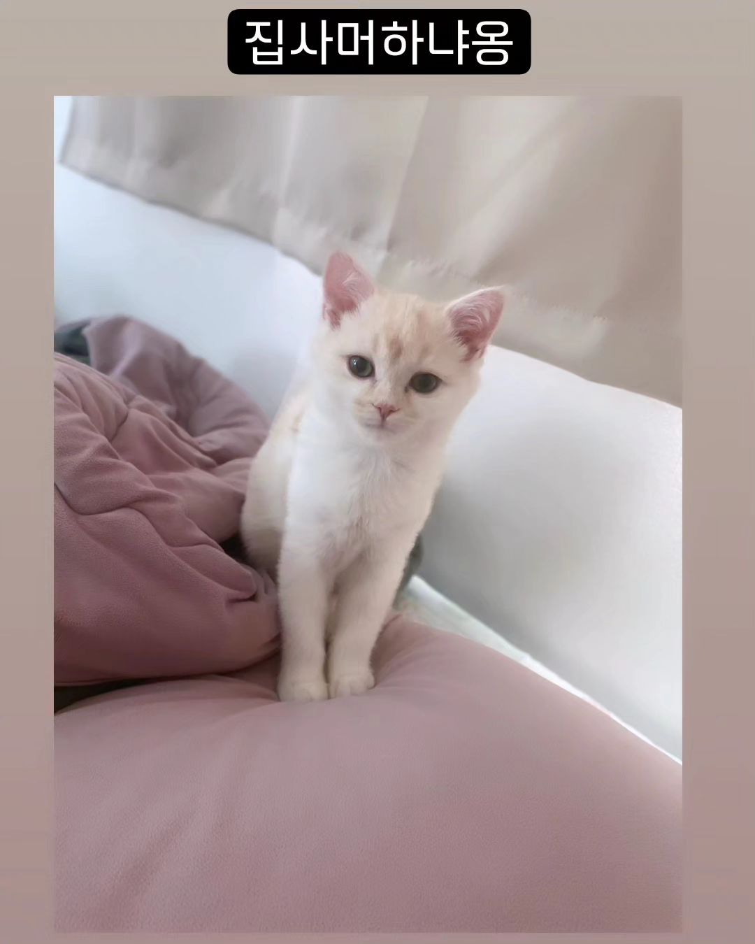 둘째 은비의 굿모닝 인사🤗#🐱 #냥스타그램#britishshorthaircats #인플루언서 #방송 #광고모델 #model #beauty #cutecats #fashion #lovely #youtuber #협찬문의 #casting #cat#white