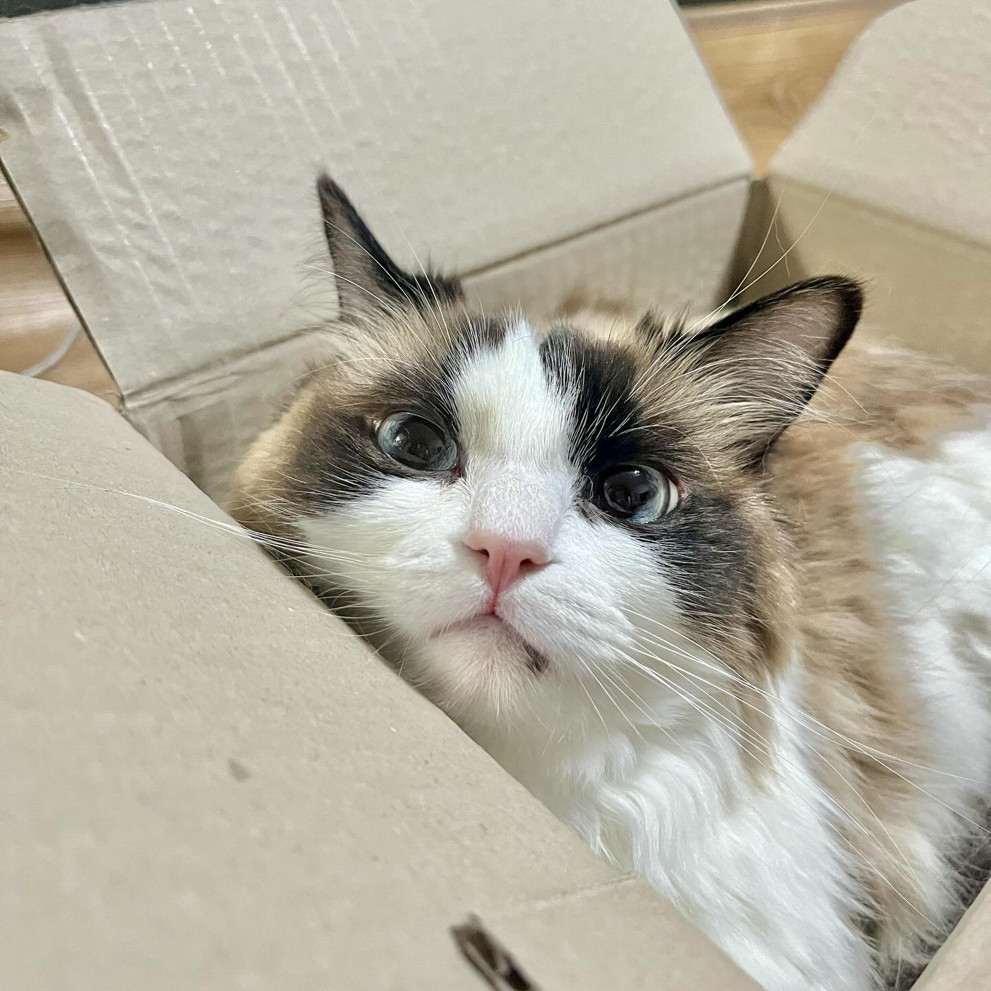 📦택배깡 단풍이 당첨?!!!!❣️😘
.
.
.
.
.
.
.
#집사맞팔 #랙돌 #단풍이 #냥스타그램 #야옹이 #고영희 #귀여운짤 #귀여운고양이 #좋아요 #맞팔댓 #냥소통