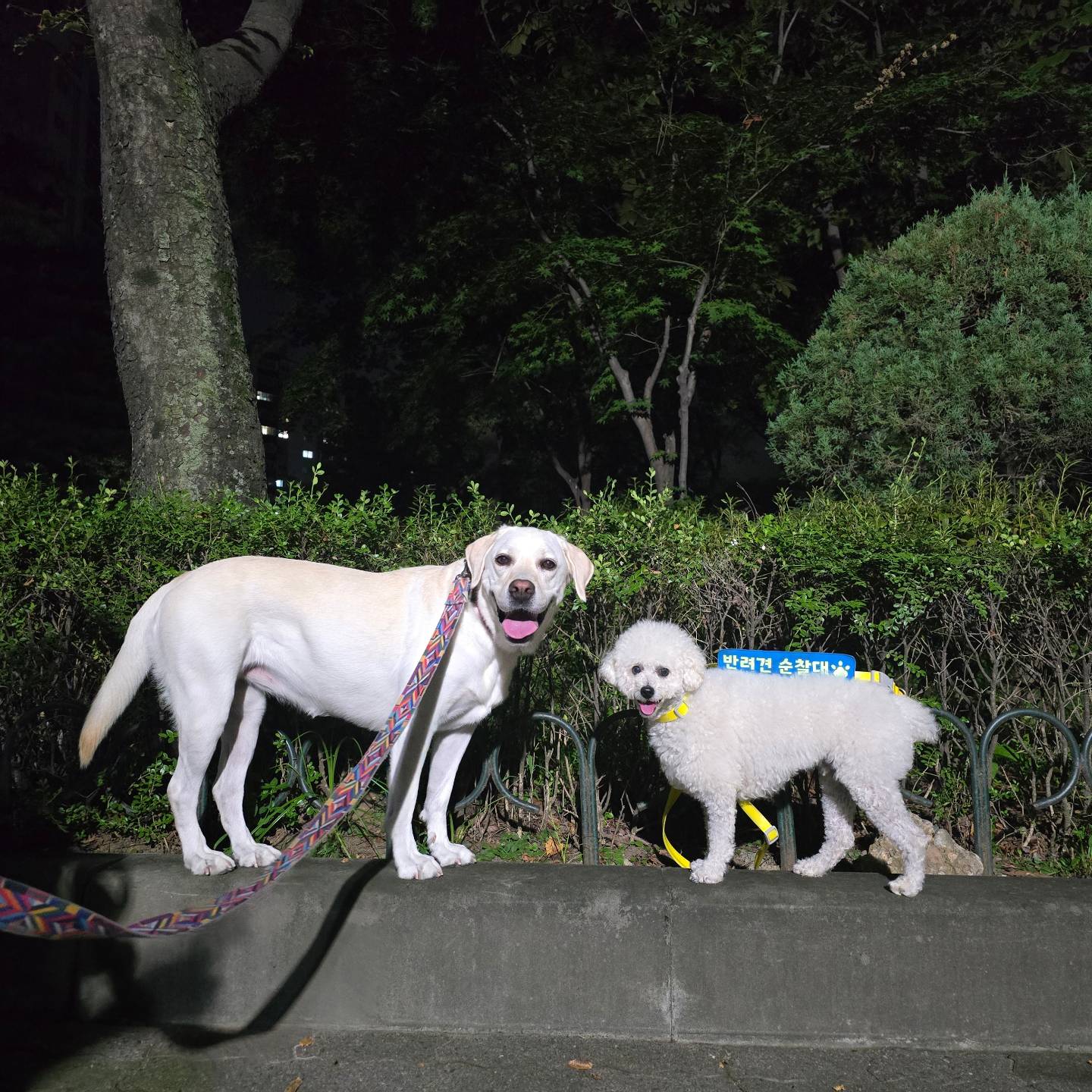 2024.9.10 호빵이 저녁 산책일지🫶

♡설이 치로 모리 호빵♡

동이❤️

#hobbang_world #호빵월드 #송호빵💕 #양🐑 #저녁산책🌙 #산책일지🐾
#그룹산책🐕 #양천공원 #동네한바퀴산책 #펫핑 #양천구반려견순찰대

hi.petping