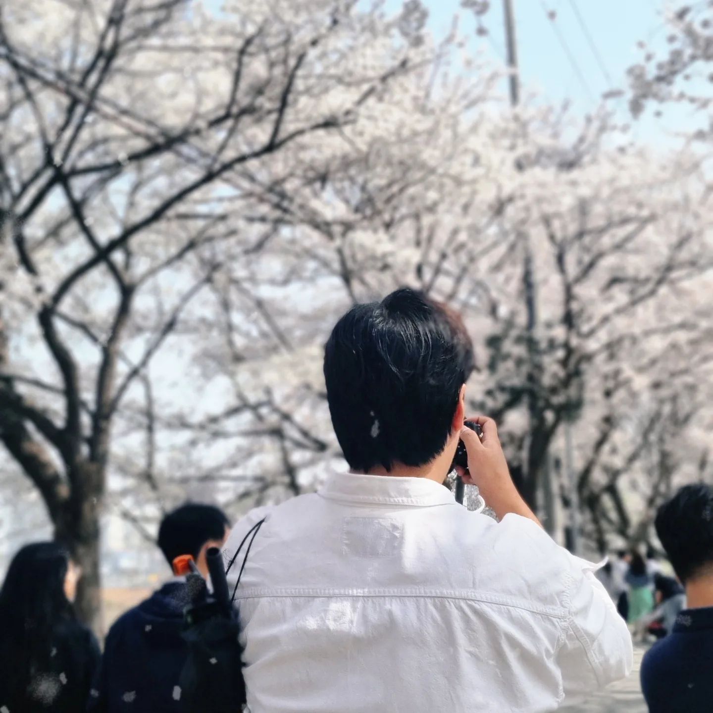 봄벚꽃 제대로 즐기기🖐🌸✊️❤️
서울 사람들 많다고 난리난리여서 
산책 겸 밥먹고  간 곳이 만개해서
기분이 주차하기 전 부터 좋았음

따사로운데 시원해서 반팔니트 입으면 딱 좋을 날씨🫶

돌아오다가 썸타는 커플 보고 연프애청자인 나는 아주 설렘
그래서 담주까지 언제 기다려...
.
.
#벚꽃명소 #벚꽃 #봄코디 #데이트룩 #데이트스냅