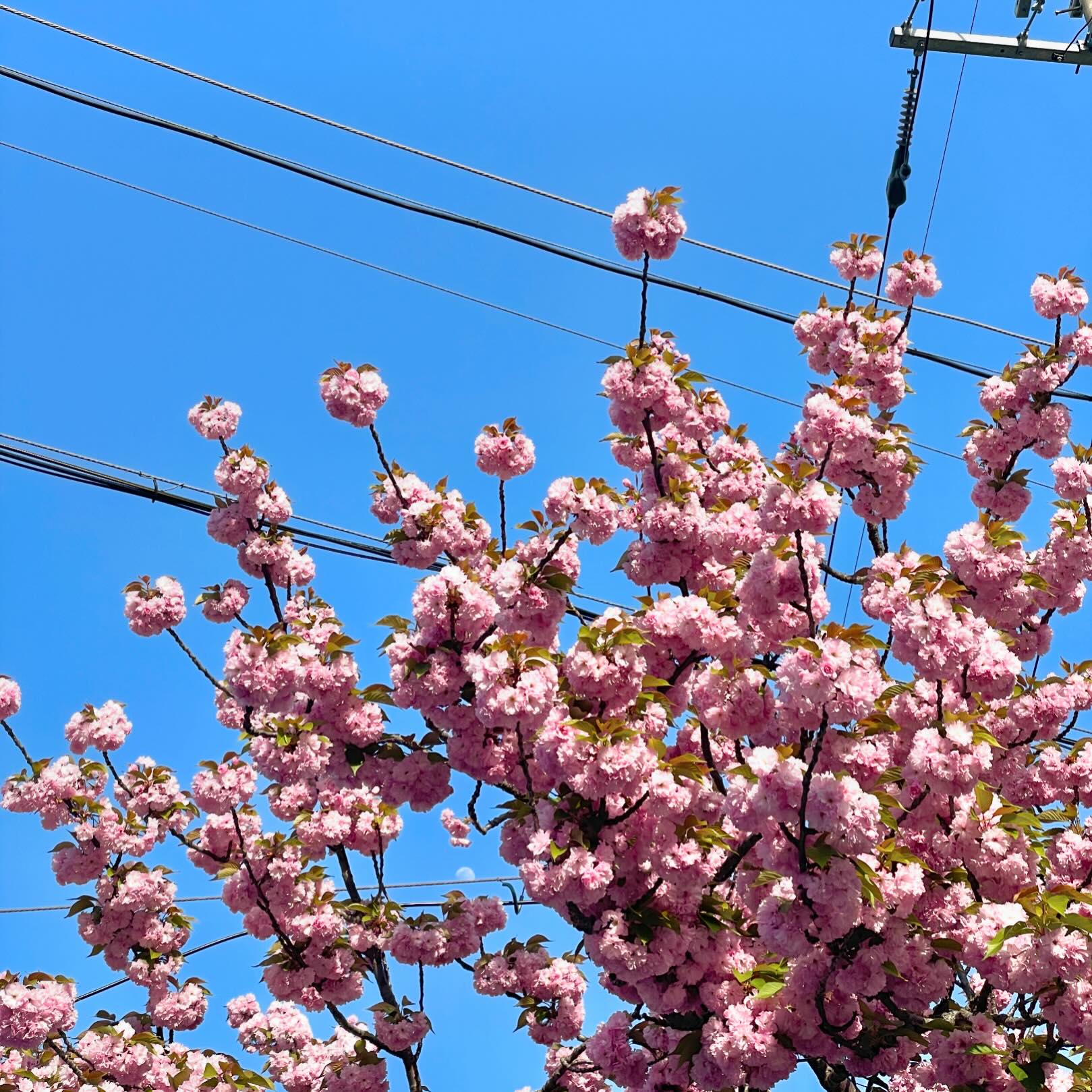 겹벚꽃이니까 🌸🌸두개~