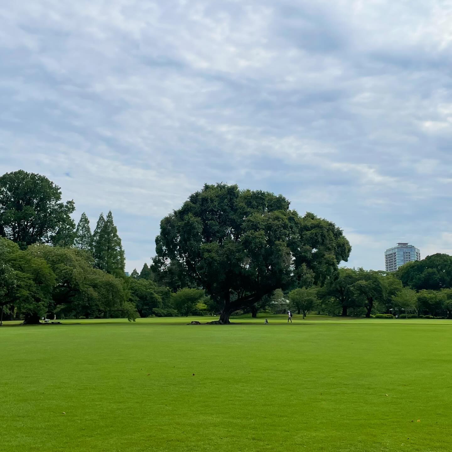 세상이 다르게 보이는 순간

📍Shinjuku Gyoen (新宿御苑)