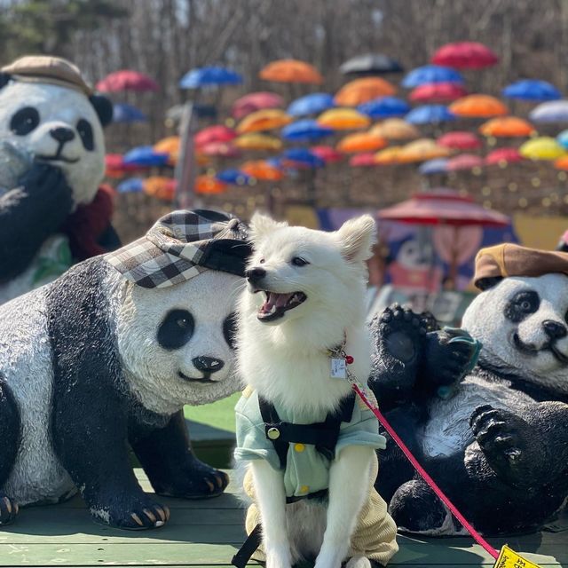 폼피츠 구름이☁️ on Instagram: "오늘 차타고 놀러갔다와써😚

차타고 가다가 보이는 빵집 (#빵판다) 들어갔는데 
소형견 출입이 가능한 빵집이어써!!

나보다 누나가 더 신나서 들어갔는데 사방이 포토존인데 너모 이뻐❤️
(빵집 가서 빵 사진 안찍고 내사진만 잔뜩 찍고온거 비밀🤫)

사장님도 친절하시구 빵도 맛있고 너모 좋아쏘
다음에 또 놀러가야지❣️

(@eulwangribbangpanda)"