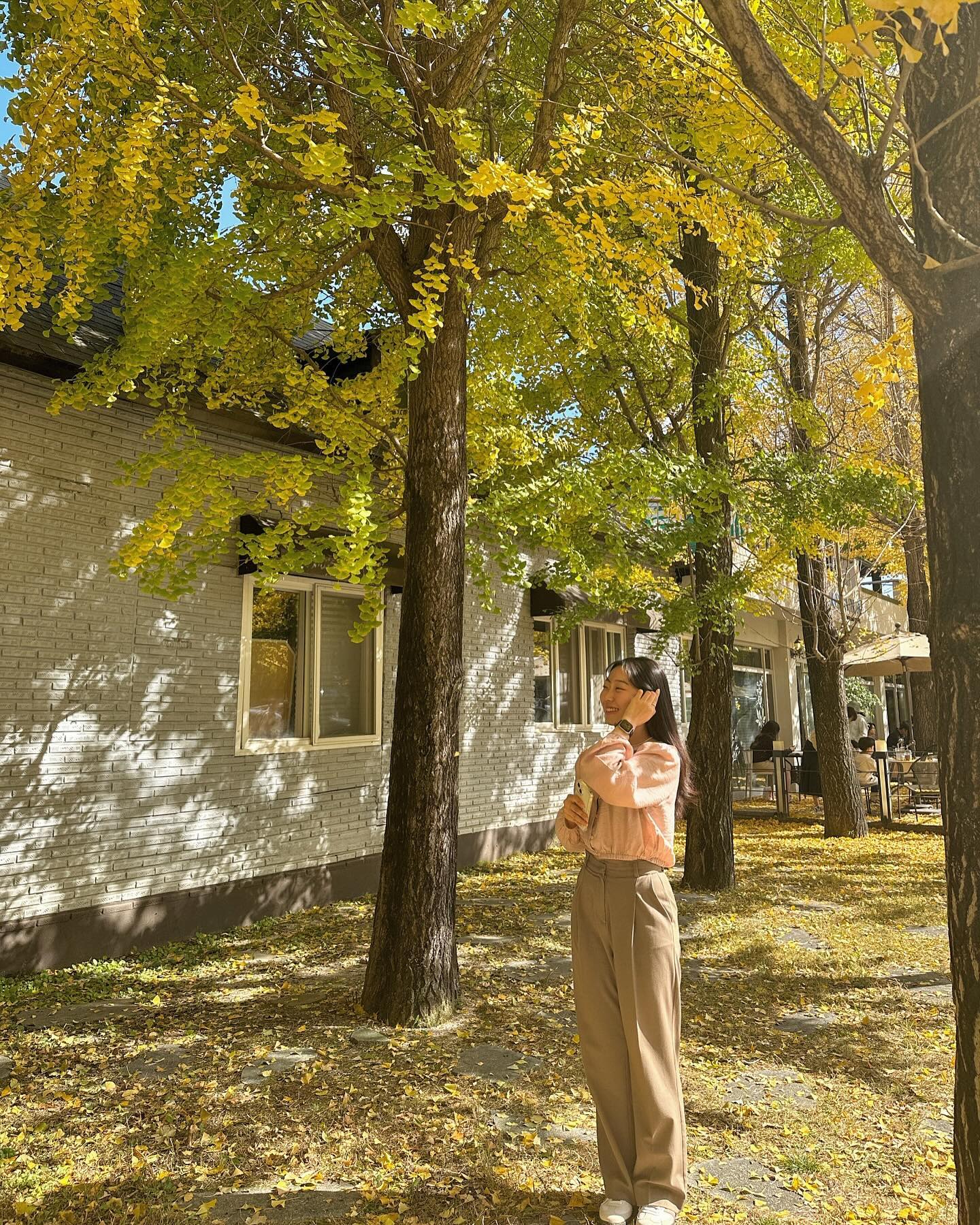 냄새는 나지만 ,, 은행나무 예뿌자나 ? 🍁💛