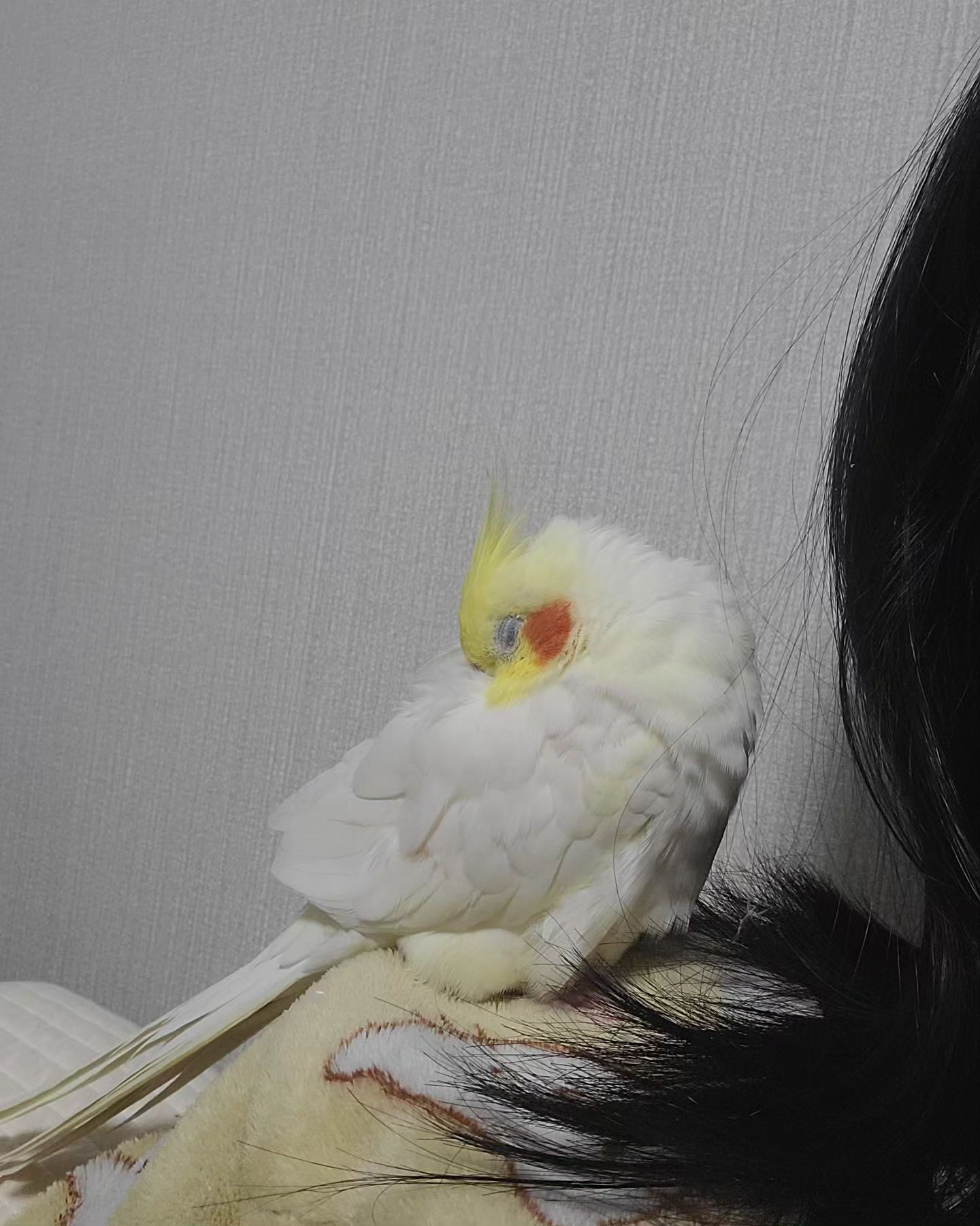 코코낸내😴

#앵무새#앵무새일상#왕관앵무#앵집사#자는중