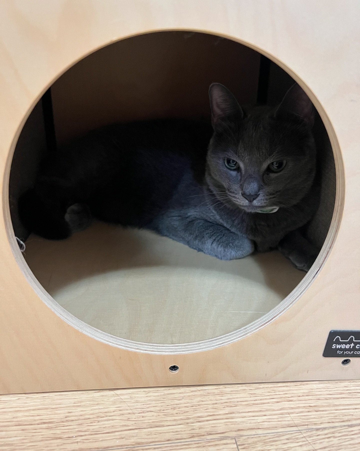 #스윗캣숨숨집 #냥이가좋아 #러블 #러시안블루 #고양이 #猫 #ねこ #cat