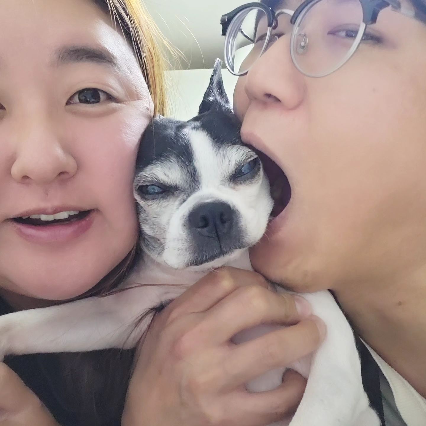 #개족사진 

요즘 강아지끼고 사진찍길래
우리도 찍어보는데......

오월아???눈쫌떠

#보스턴테리어