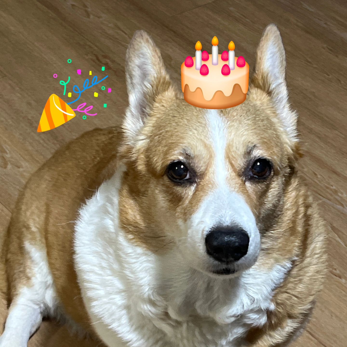 매일매일산책해주고 매일매일뽀뽀해주고
귀찬게😅하지만 제~~일좋아하는두찌언냐~
생일축하해~🎉🎊 뚜비가사랑하는거알제?😘
언냐생일은축하 하는디 어제비와서 산책
못해 입은심통났지만 오늘해줄꺼이니께😍
#멍스타그램#코기#웰시코기#코기러브#강사모#반려견#전남#견스타그램#엄마사랑#이쁜딸#웰시광주#코기스타그램#펫스타그램#댕댕이#견스타그램#인스타펫#허그코기#웰시코기뚜비#코기사랑#인스타코기#독스타그램#Welshcorgi #Corgi #corgistagram