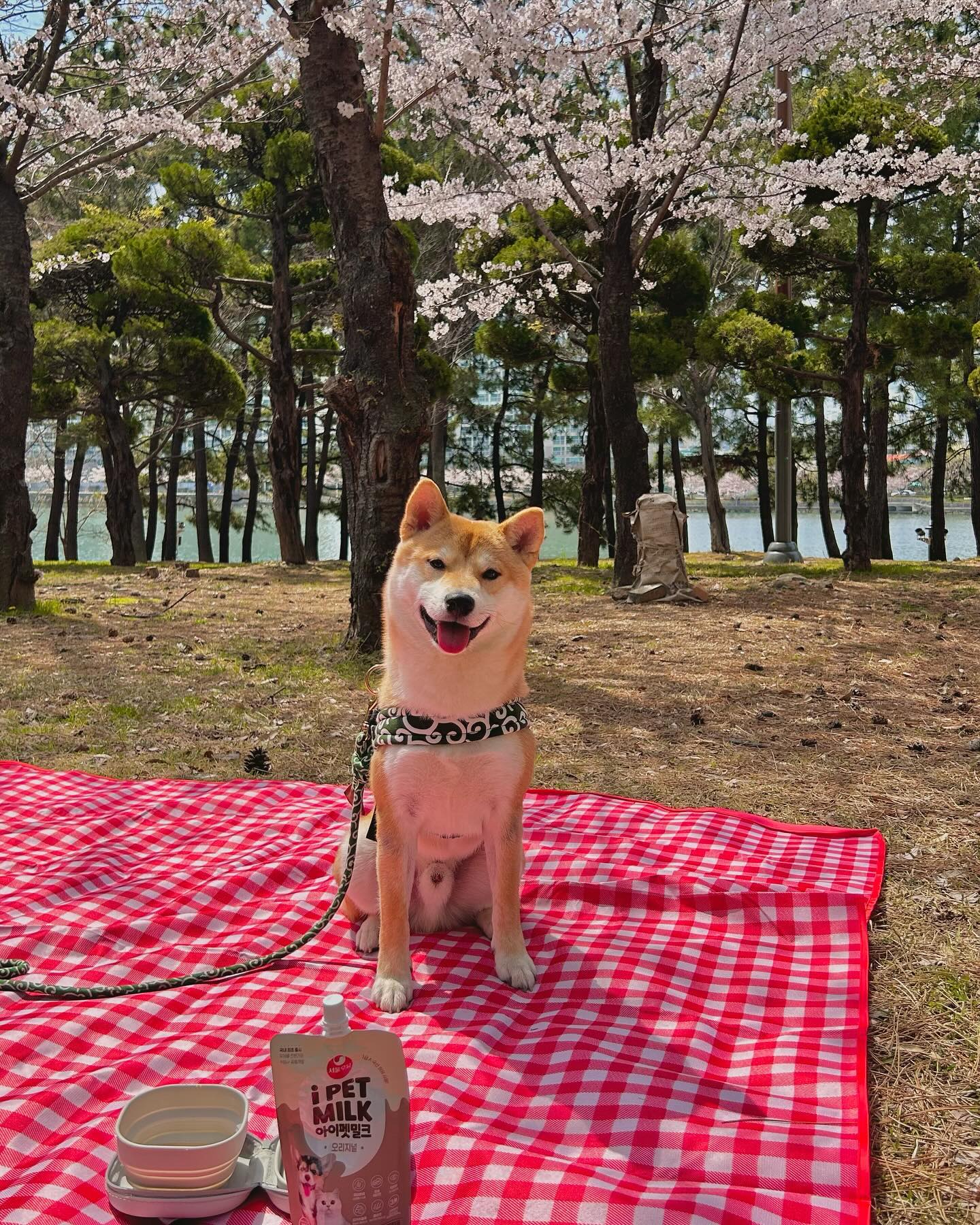 피크닉에 우유 한 잔은 못참지🐶🩷

반려견이랑 같이가는 소풍엔 간단한 간식이랑 
요거 하나면 만구땡👌🏻

ipetmilk_official 
#반려견스타그램 #애견간식추천 
#반려견우유 #멍스타그램 
#피크닉 #산책