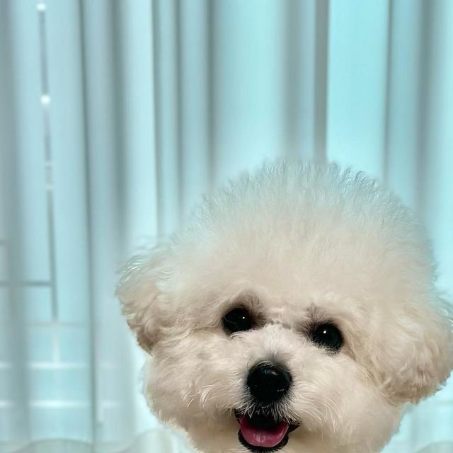 봄 Bom💛 on Instagram: "#광고

온니가 종합 비타민 영양제라며 봄이에게 준 선물 🎁 하트모양이라 봄이는 심쿵해떠🩵

댕댕이에게 필요한 필수 22가지 영양소에 황산화까지 추가되었다니, 우쩐지 입맛이 싸악 돌더라고🐶 사료랑 섞어주면 밥 한그릇 뚝딱암👅

미국수의사협회 승인제품이라는데 댕댕이들을 생각하는 만큼 원료부터 제조공장 시설까지 꼼꼼하게 검토받고 승인된 제품일거라 생각하니 믿음직 스럽더라궁❣️ 

맛있게 먹고 건강할게❣️

#가자요펫 #gaazayopet #강아지멀티비타민 #고양이멀티비타민 #강아지항산화제 #고양이항산화제 #퍼피멀티비타민 #노견멀티비타민 #노령견멀티비타민 #노견영양제 #퍼피영양제 #강아지영양제 #고양이영양제"