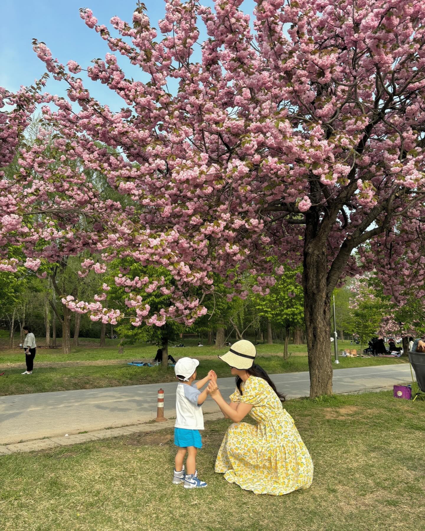 예뻤던 우리의 봄🌸 
#미사경정공원 #겹벚꽃 #240419