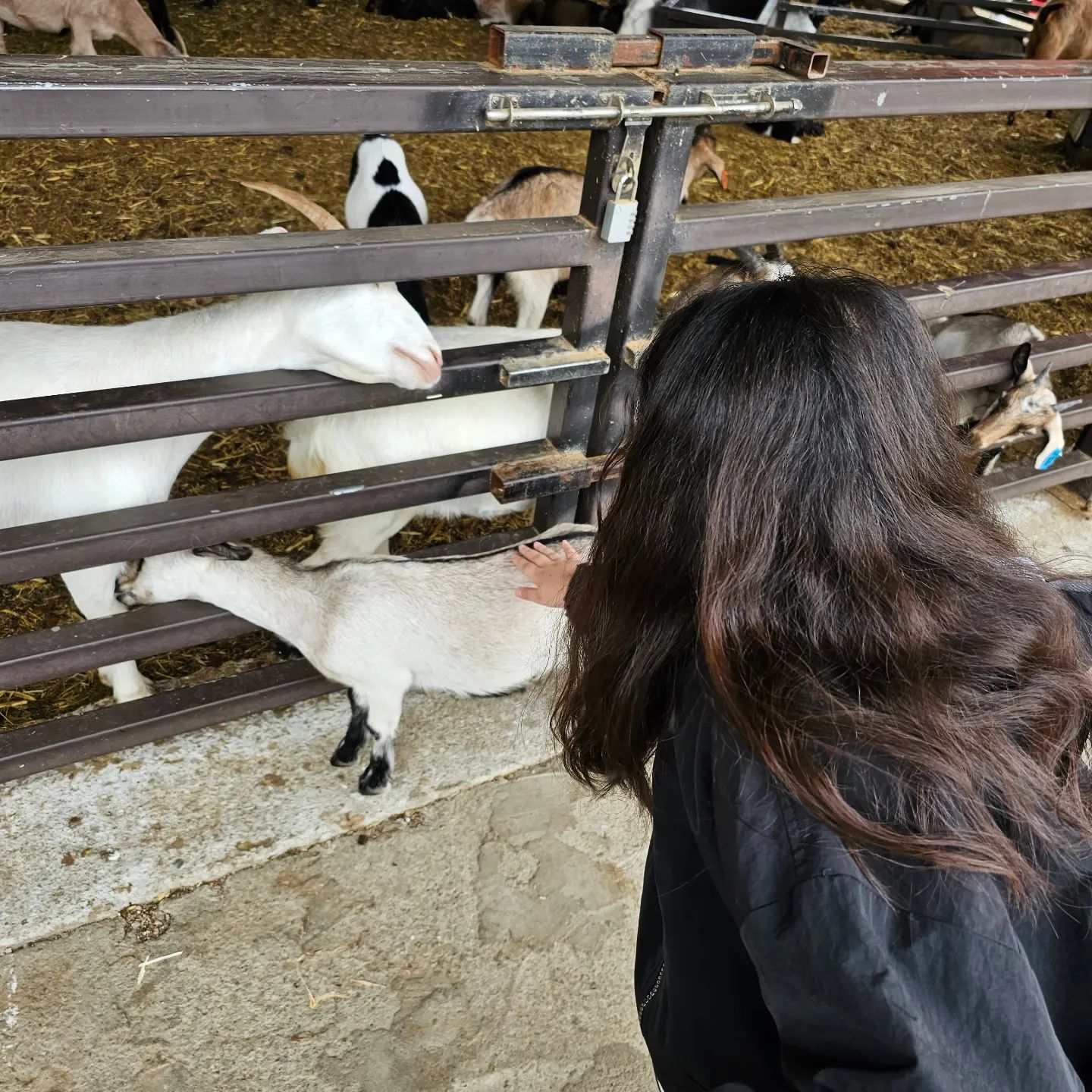#안성가볼만한곳 #안성팜랜드
🐴🐂🐑🦃🐖🌳 
#먹이체험 하고
토끼 무서워서 토끼랜드에서 도망다니고
코스모스 핑크뮬리 구경하고 사진찍구
원없이 걸었다가 옴.