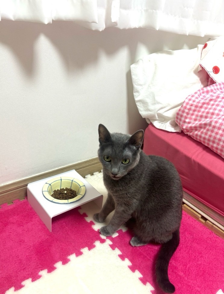 고양이 예쁜 식기 추천 가티가티 체크 식기