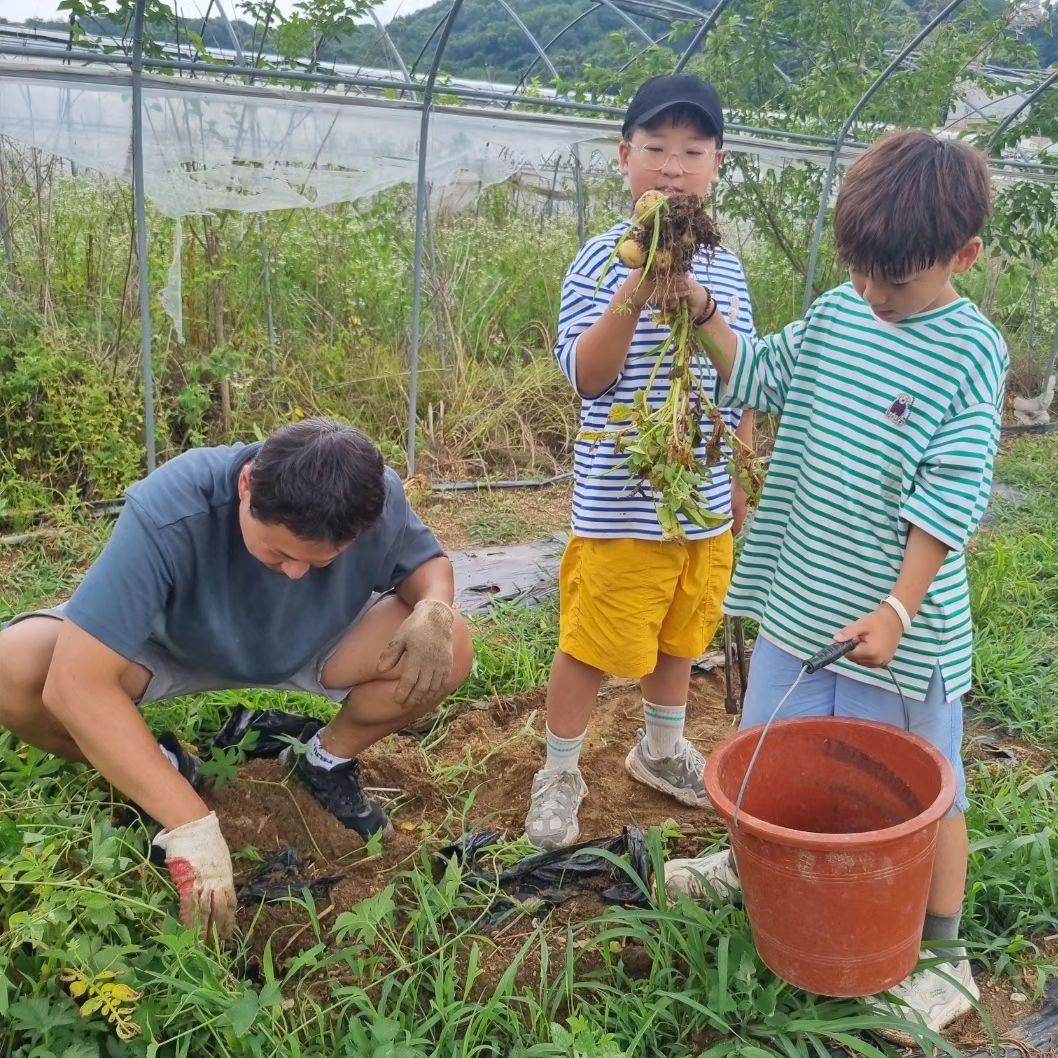 .
벌써 감자 수확하는날!!^^
심기만하면 무럭무럭 자라는 식물들이 너무 신기하다
욕심나서 더 심고싶어지네~ 
더운날 감자캐느라 고생했네 우리집 남자들