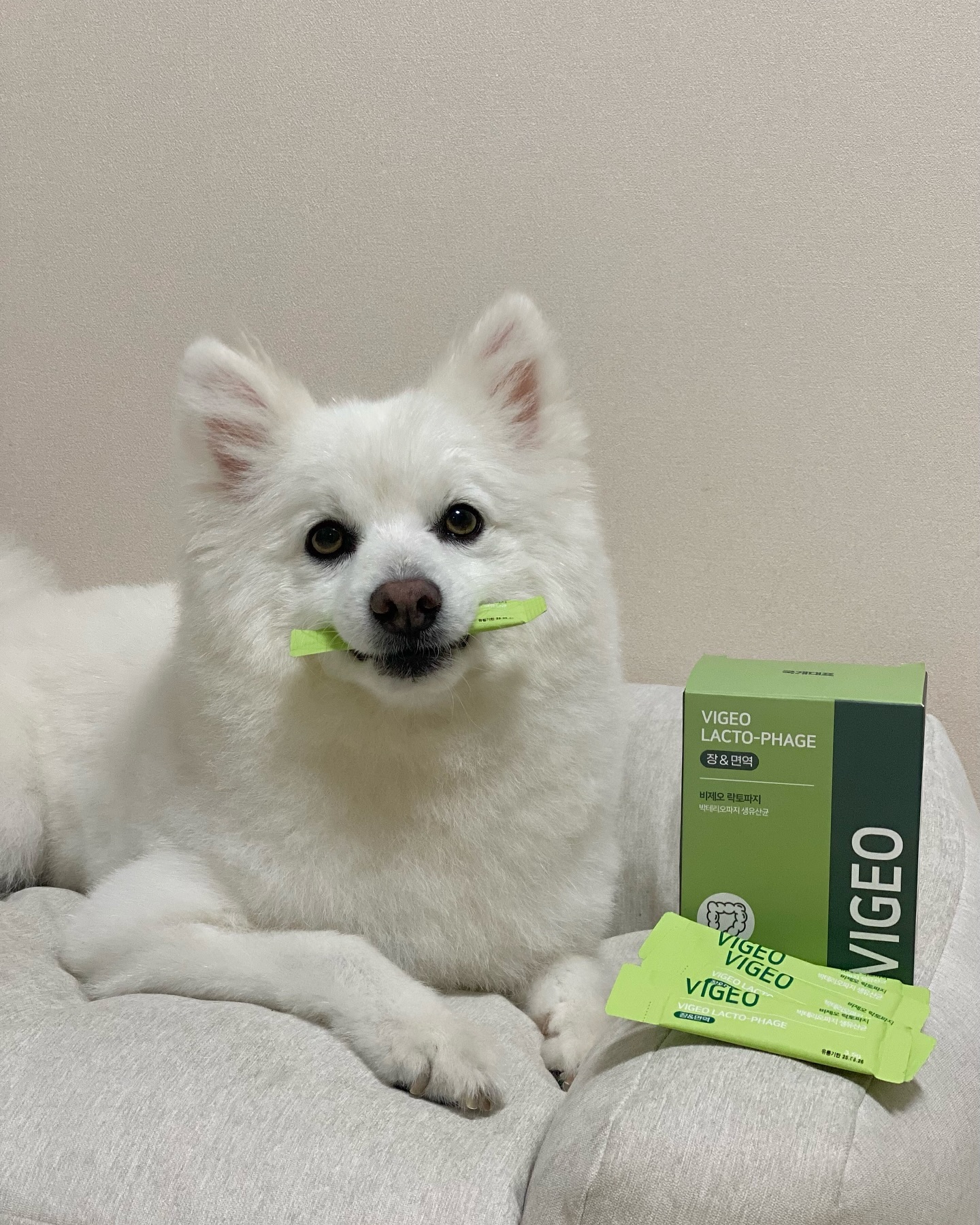 x coreadog *제품제공 
짜 먹는 생유산균, 비제오 락토파지🍃

✔️세계 최초 피지칵테일 성분 함유
✔️특허 받은 20억 생유산균 함유
✔️장&면역 필수 유익균 함유
✔️4세대 포스트바이오틱스 함유 

겔타입이라 체내흡수율도 빠르고
독자적인 오일 코팅법으로 
유익균이 안전하게 장까지 도달할 수 있어요🙌🏻

가수분해 닭고기 사용으로 알러지 반응도 적고
가루 날림 없이 츄르처럼 줄 수 있어 편하고 좋음💚

#국개대표 #국개대표간식 #국개대표수제간식
#국개대표영양제 #국개대표비제오 #강아지영양제
#강아지자영양제 #강아지관절영양제 #비제오락토파지 #비제오조인트파지 #강아지면역력 #강아지박테리오파 지영양제