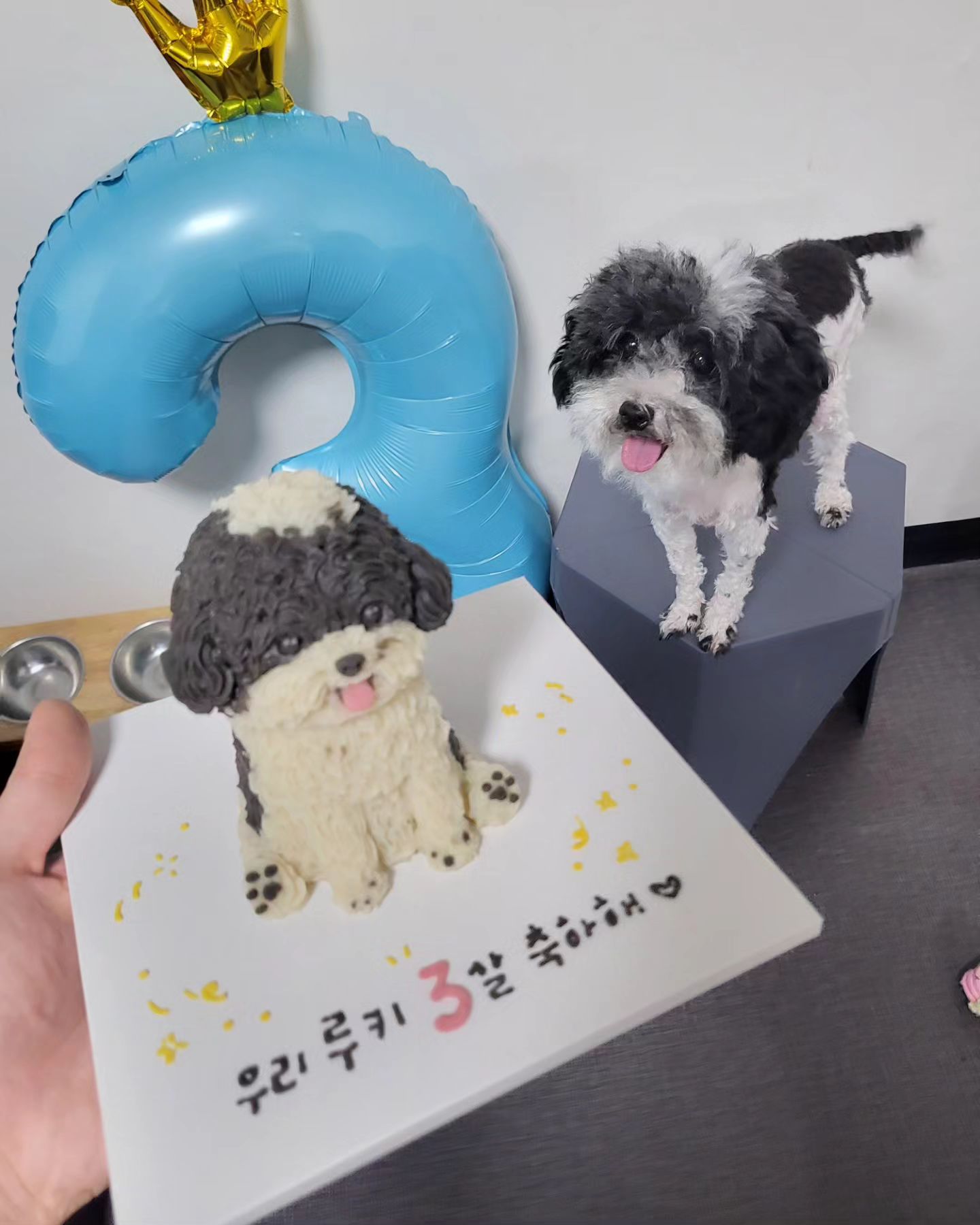 .
우리 루키 3살 축하해🩵
코 옆에 털까지 디테일 미춌다.
털좀 리프팅좀 해줄껄
다 못난이로 나온거 같아🥲
꼬깔모도 샀는데
케익 빨리 먹고 싶다고 난리쳐서 실패🙃
hey.dude5959
올 해도 너무 예쁜 케이크 감사해요🩵
.
#루키 #생일 #파티푸들 #푸들 #poodle #🎂 #🎉 #🐩