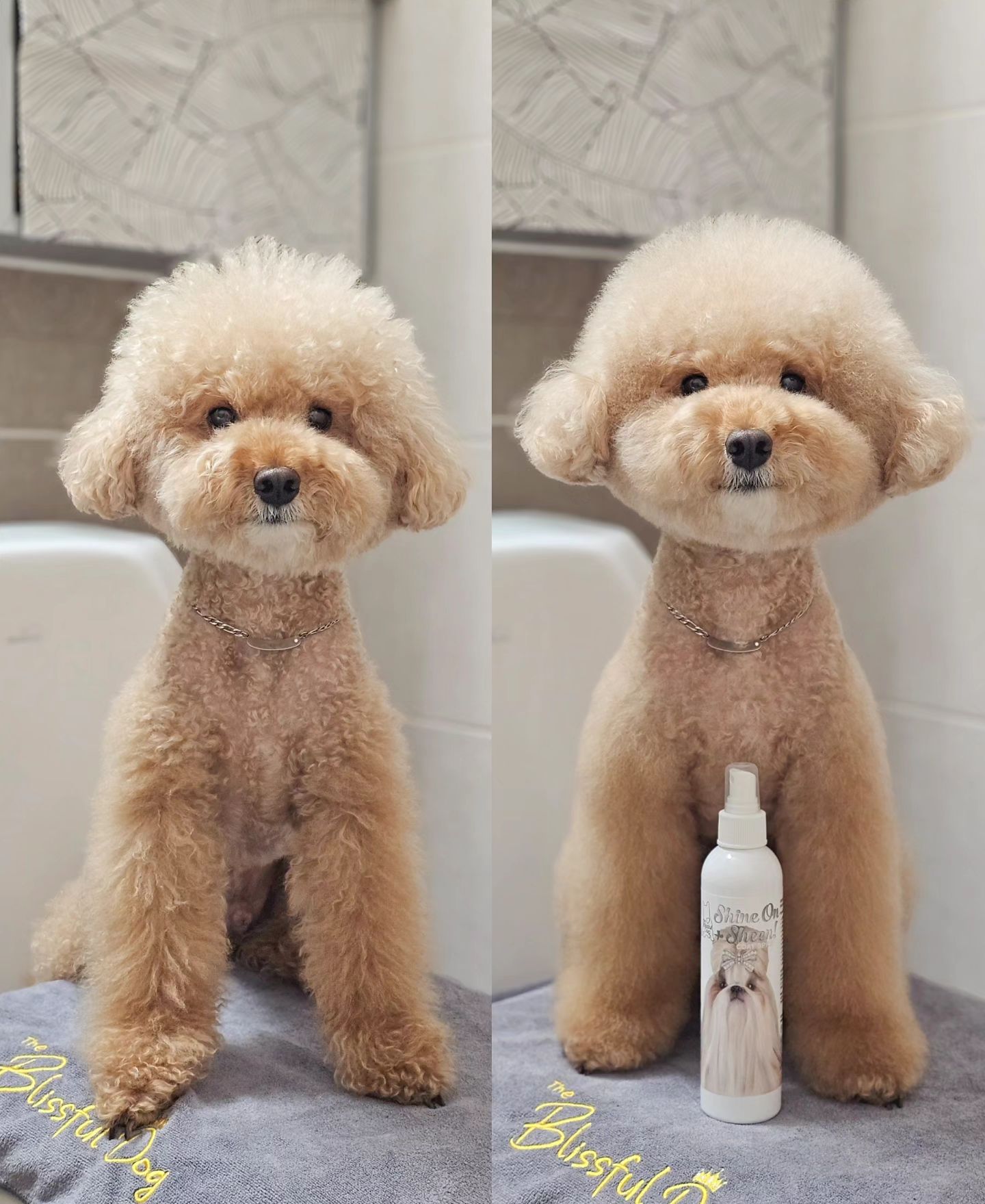 협찬 #더블리스풀독 ✨️
빗질 할 맛 나는 마이의 확실한 비포애프터ㅎ
빗질과의 전쟁 이제 그만✋🏻
샤인온코트로 끈적임 없이 뽀송한 브러싱 타임🪮

보습, 탈취, 코팅, 정전기 예방까지 되는 샤인온코트는 빗질이 필요한 댕댕이들 한테는 없어서는 안 될 제품🐾
특히 엉킨털 푸는데는 최고라 샵에서도 많이 쓴다는〰️

샤인온코트로 코팅된 모질은 정전기와 먼지를 차단!
매일 산책하는 마이가 항상 뽀송한 이유💕

목욕 후 드라이 전에 사용하면 손상된 큐티클을 빠르게 복원시켜 엉킨털을 풀어주니까 드라이 시간도 단축//
알코올, 파라벤 무첨가로 피부자극 없어 매일 사용해도 안전해🤍

빗질이 힘들다면 더블리스풀독 샤인온코트 스프레이!🫧
일단 써보면 알아요 😉
utopetia_official

#유토페티아 #theblissfuldog #강아지미스트 #강아지스프레이 #강아지보습제 #강아지보습 #강아지천연제품