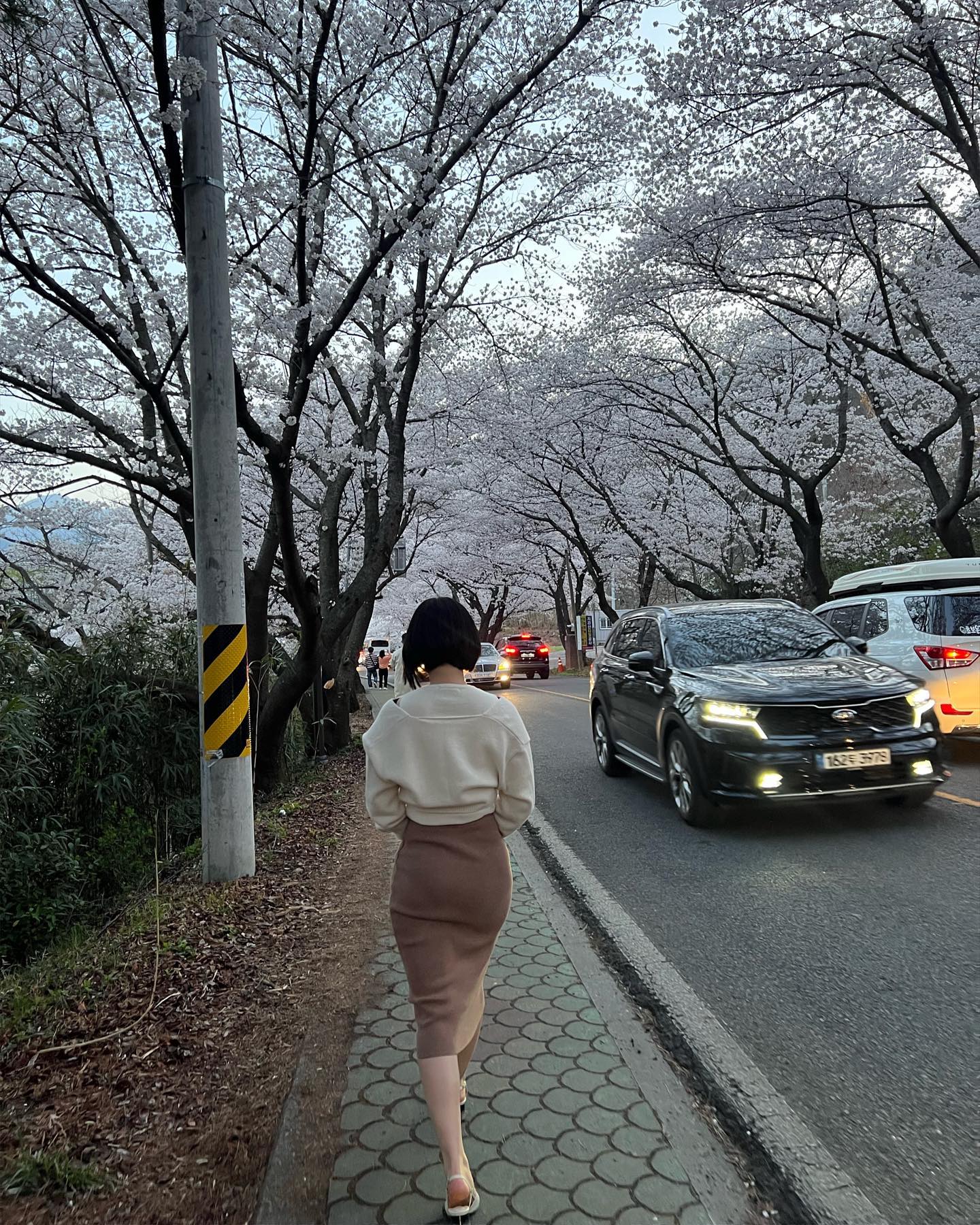 올해도 이쁜 벚꽃🌸
